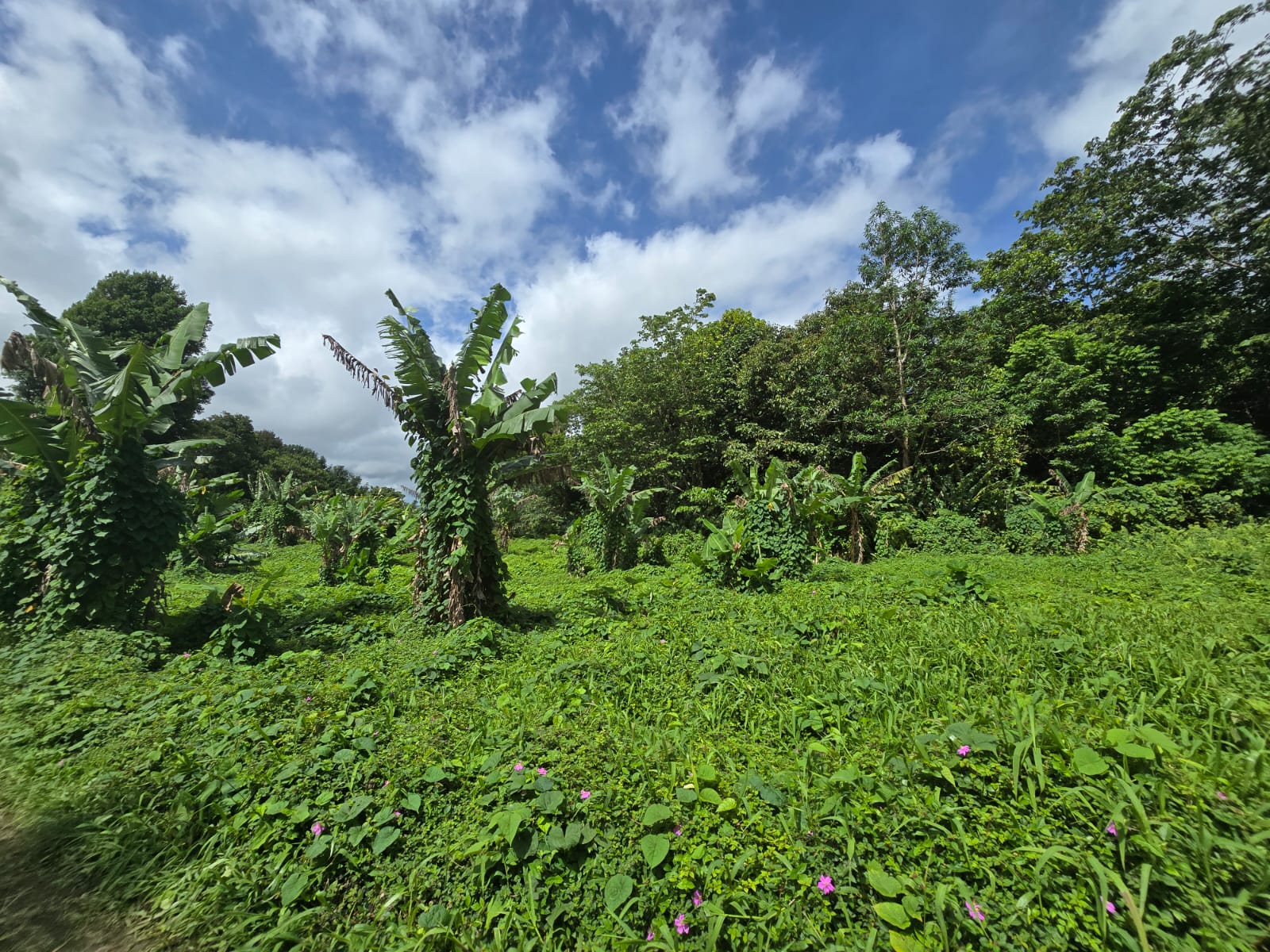 2.9 acres agricultural land in Belles, Dominica – EC$175,000 / US$65,543