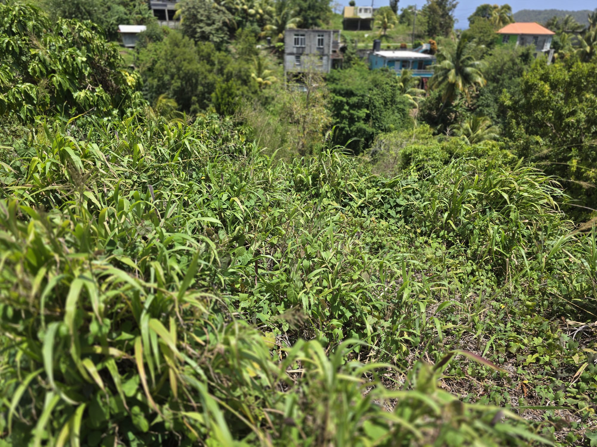 15,000sqft of residential land for sale in Savanne Paille, Dominica – EC$180,000 / US$67,415