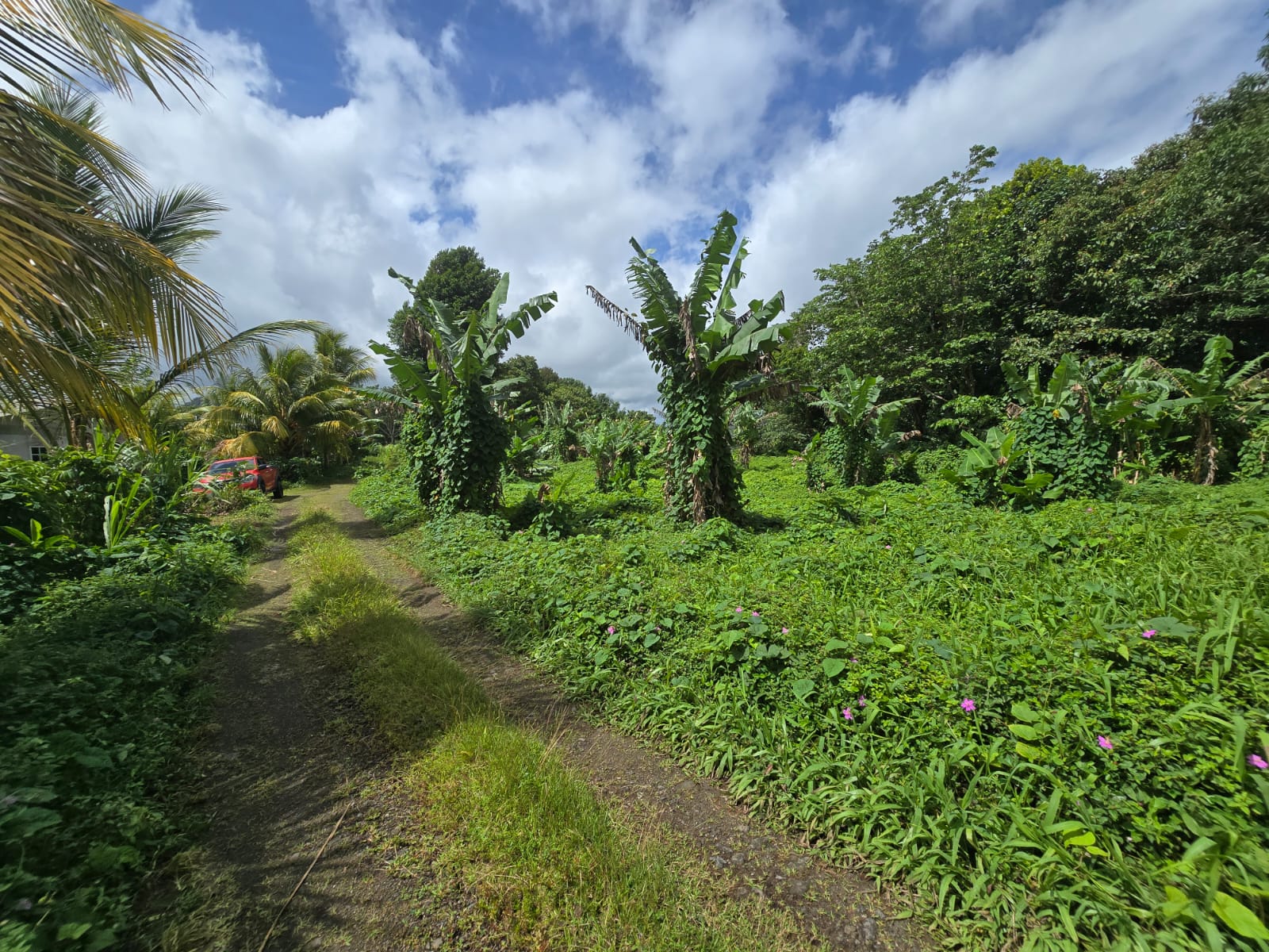 2.9 acres agricultural land in Belles, Dominica – EC$175,000 / US$65,543