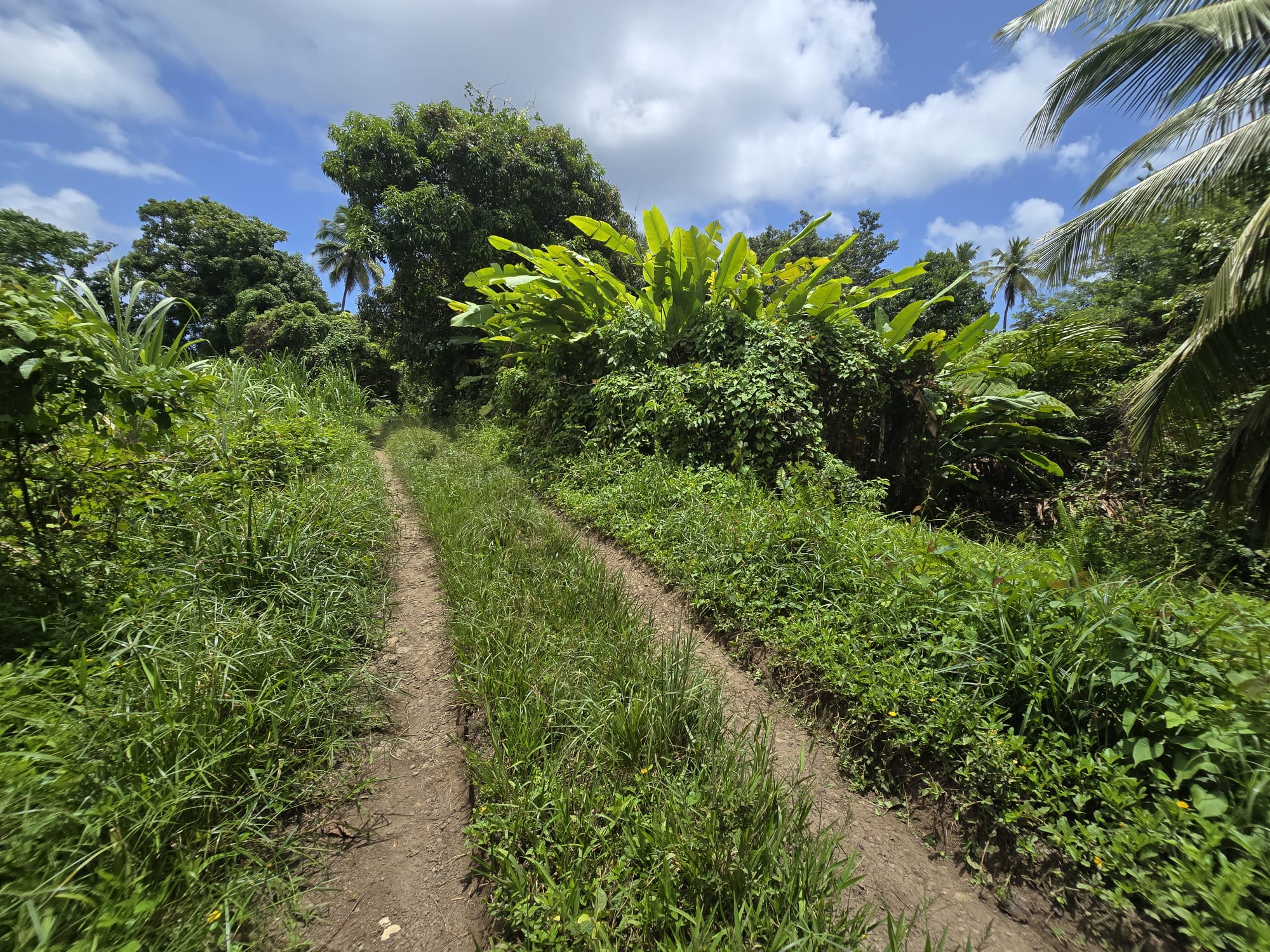 5 acres of agricultural land in Marigot, Dominica – EC$325,000 / US$121,723