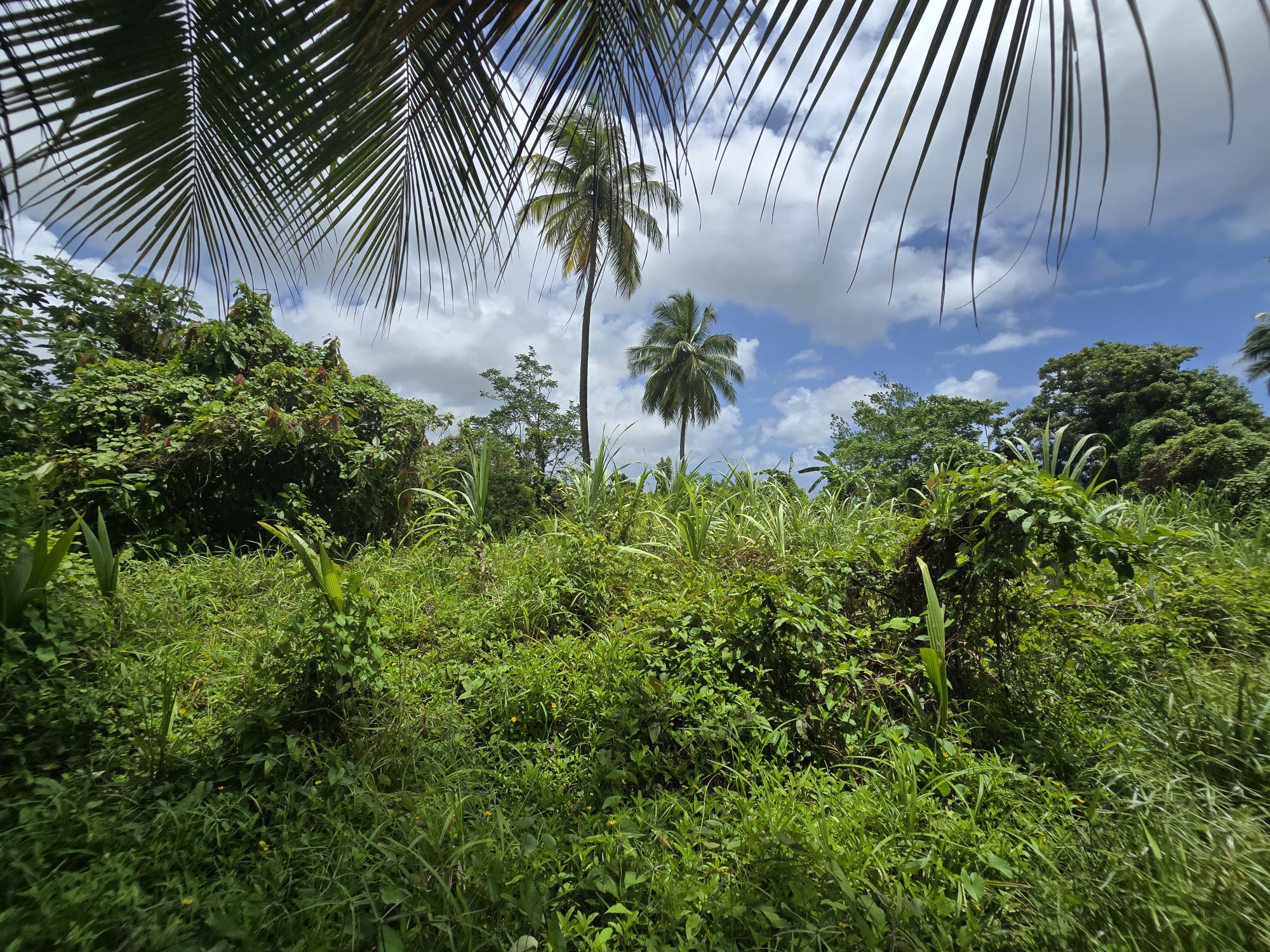 5 acres of agricultural land in Marigot, Dominica – EC$325,000 / US$121,723