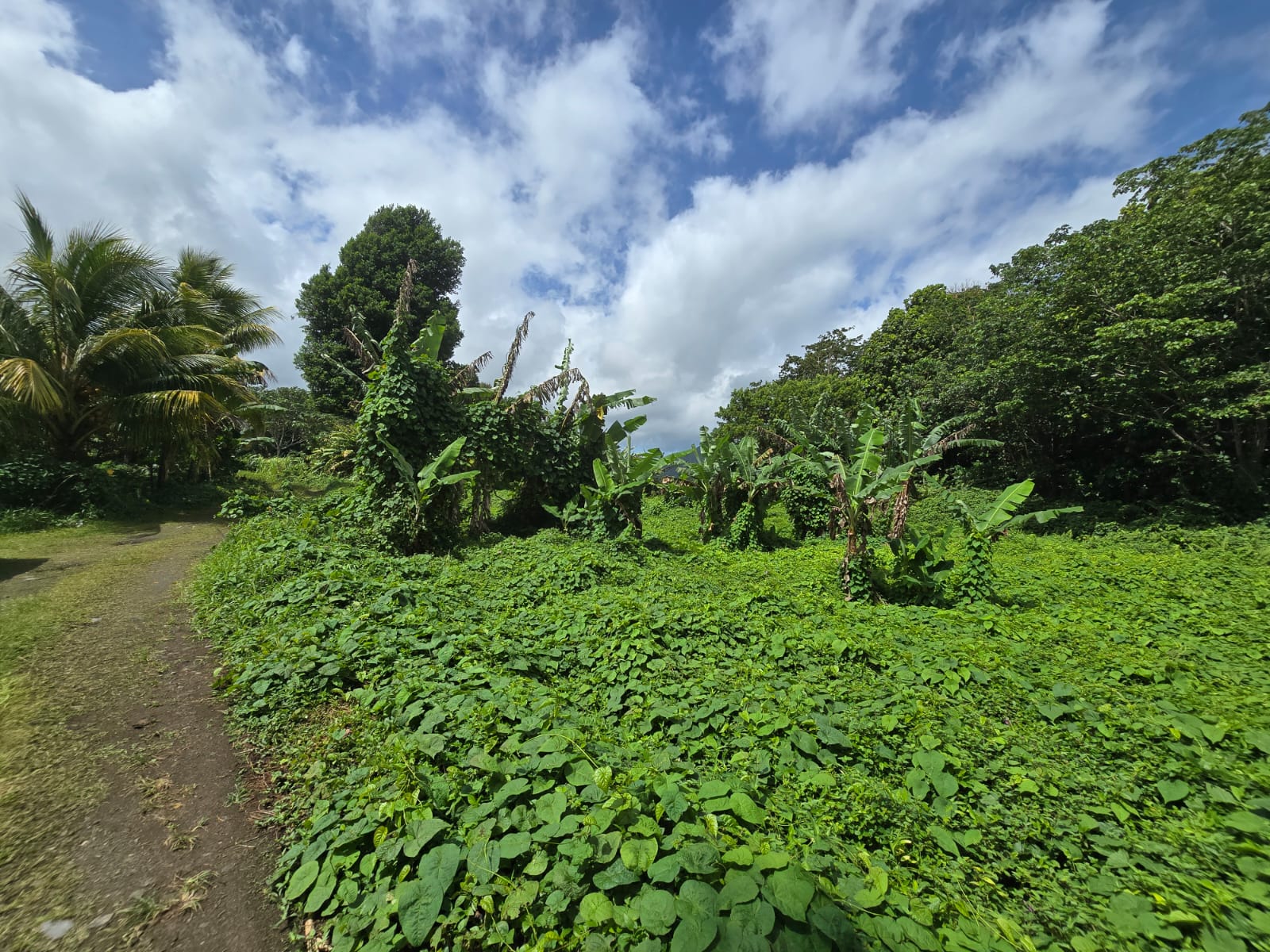 2.9 acres agricultural land in Belles, Dominica – EC$175,000 / US$65,543