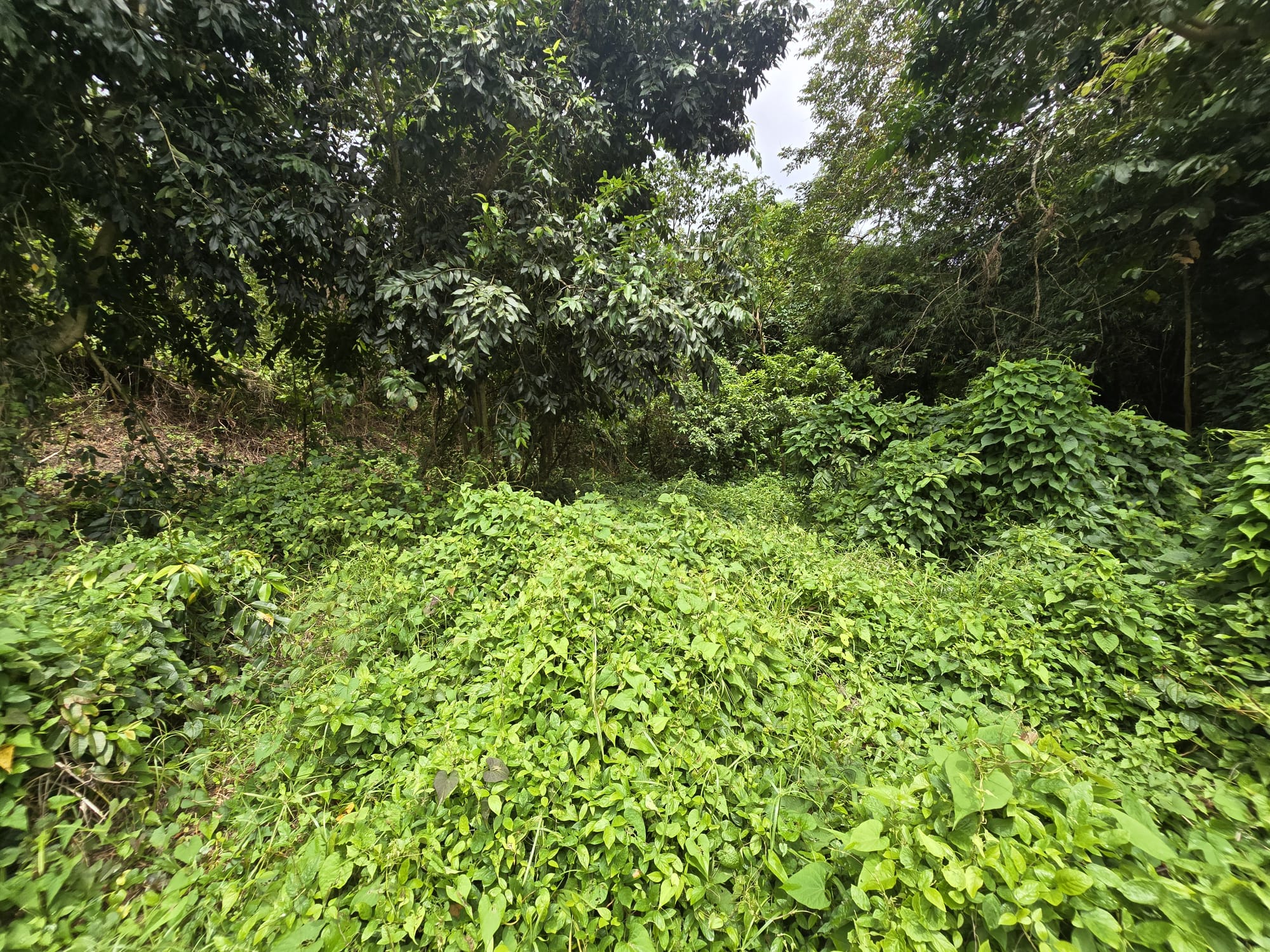 17,551sqft residential lot in Picard, Portsmouth Dominica – EC$438,775 / US$164,335
