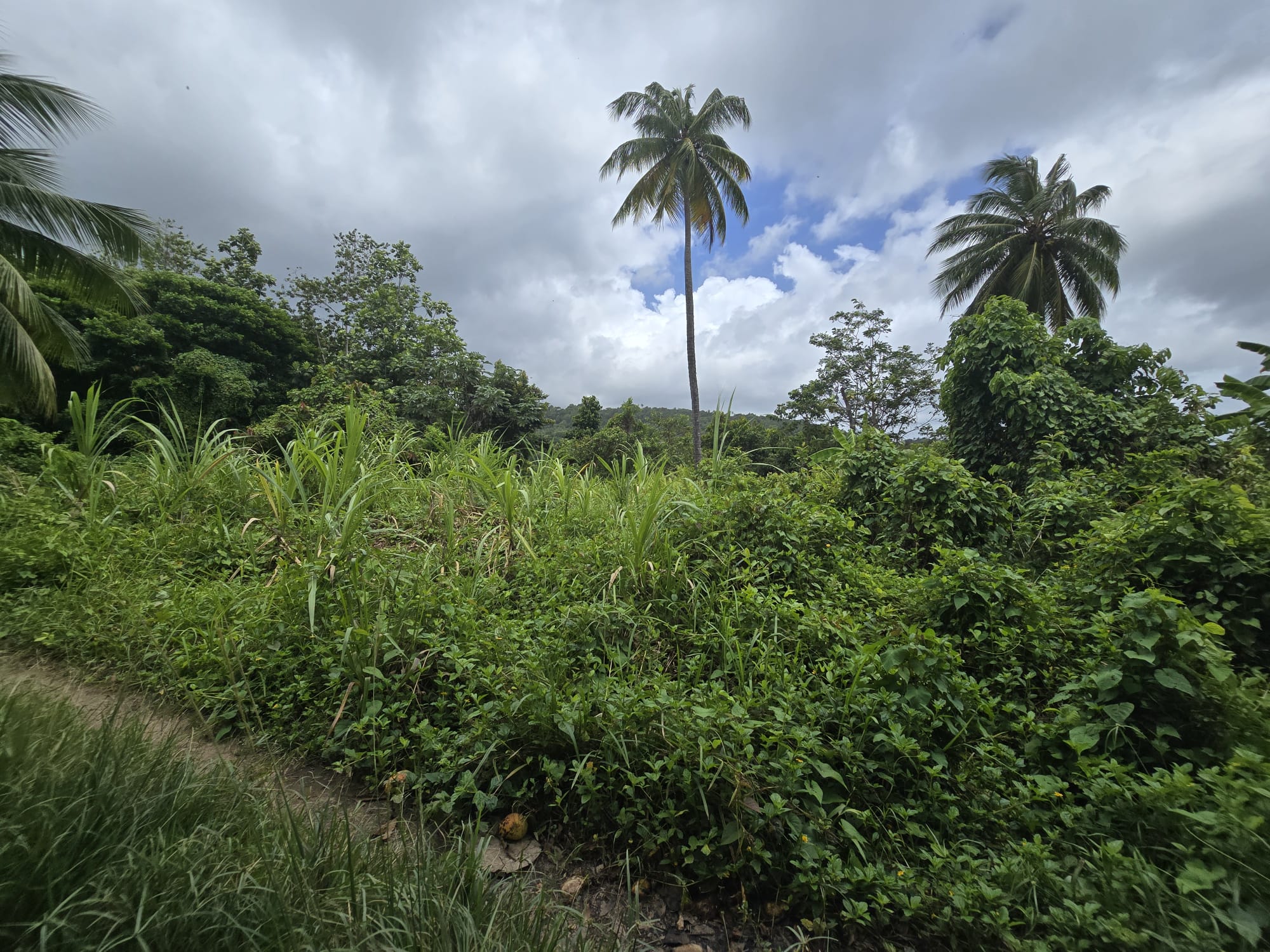 5 acres of agricultural land in Marigot, Dominica – EC$325,000 / US$121,723