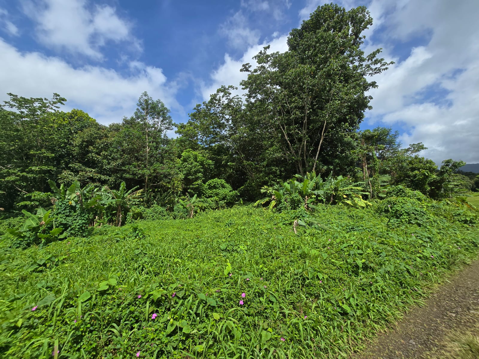 2.9 acres agricultural land in Belles, Dominica – EC$175,000 / US$65,543