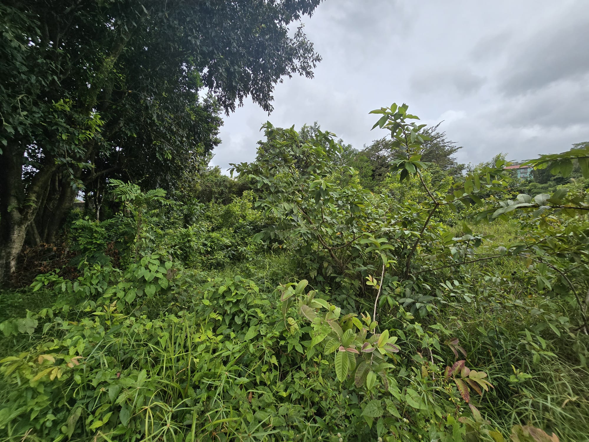 17,551sqft residential lot in Picard, Portsmouth Dominica – EC$438,775 / US$164,335