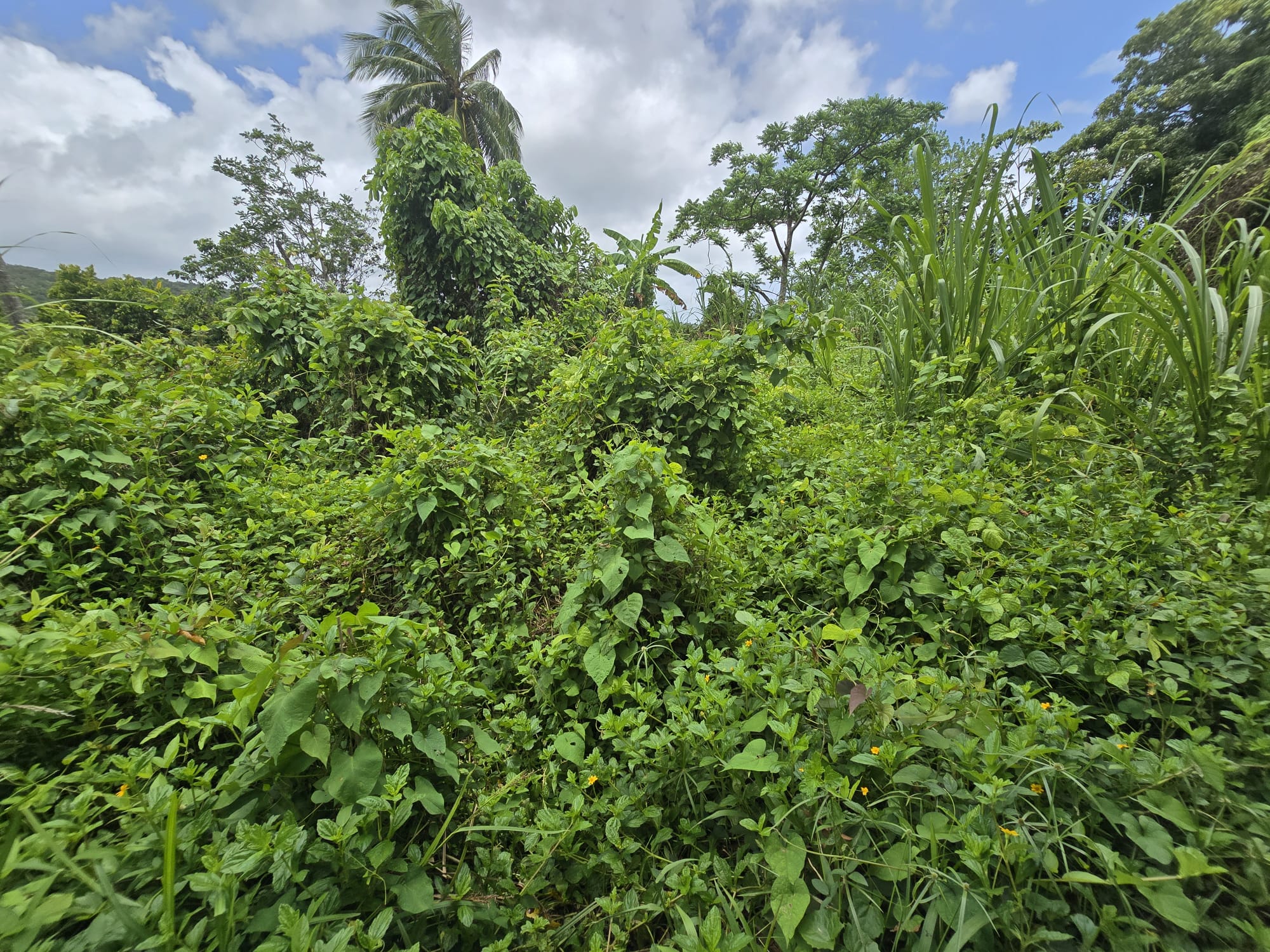 5 acres of agricultural land in Marigot, Dominica – EC$325,000 / US$121,723
