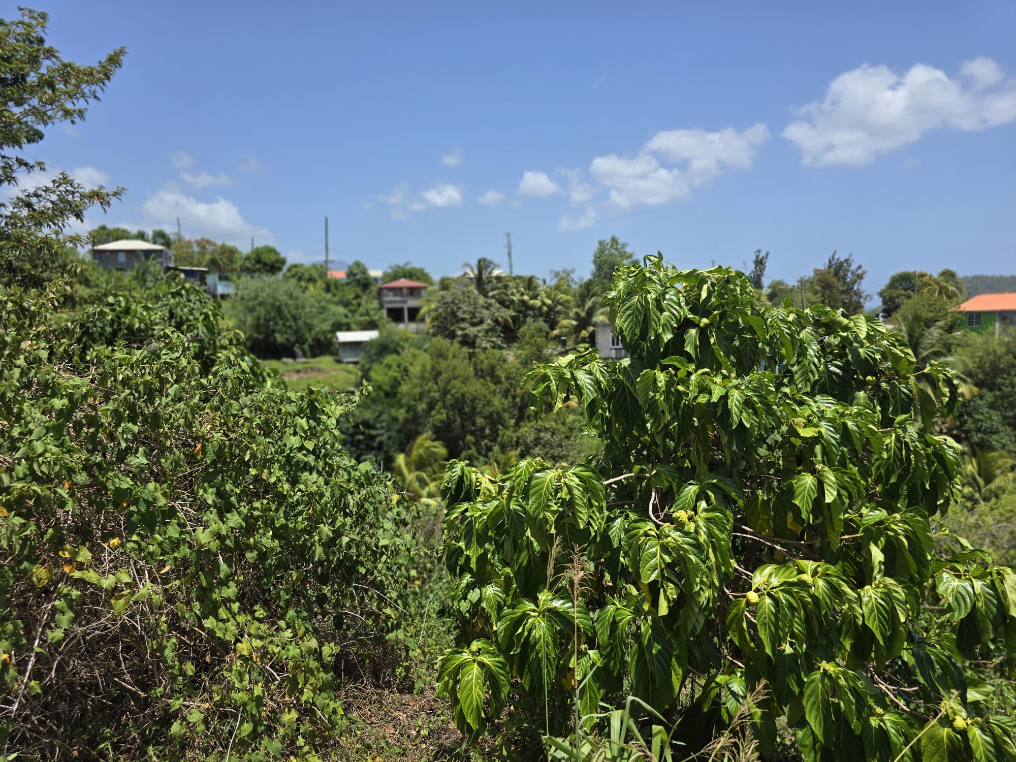 15,000sqft of residential land for sale in Savanne Paille, Dominica – EC$180,000 / US$67,415