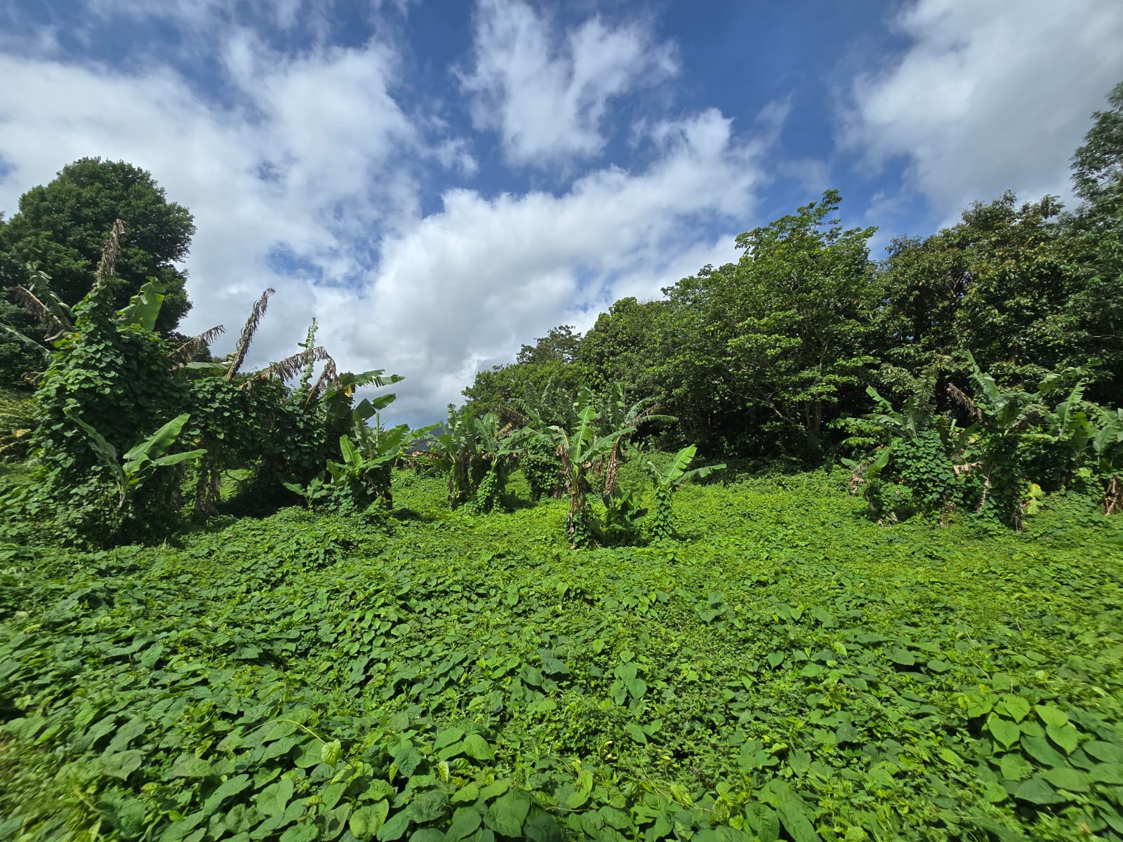 2.9 acres agricultural land in Belles, Dominica – EC$175,000 / US$65,543