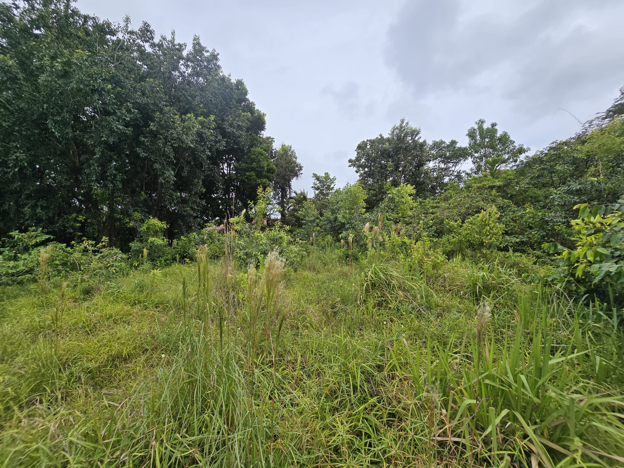 17,551sqft residential lot in Picard, Portsmouth Dominica – EC$438,775 / US$164,335