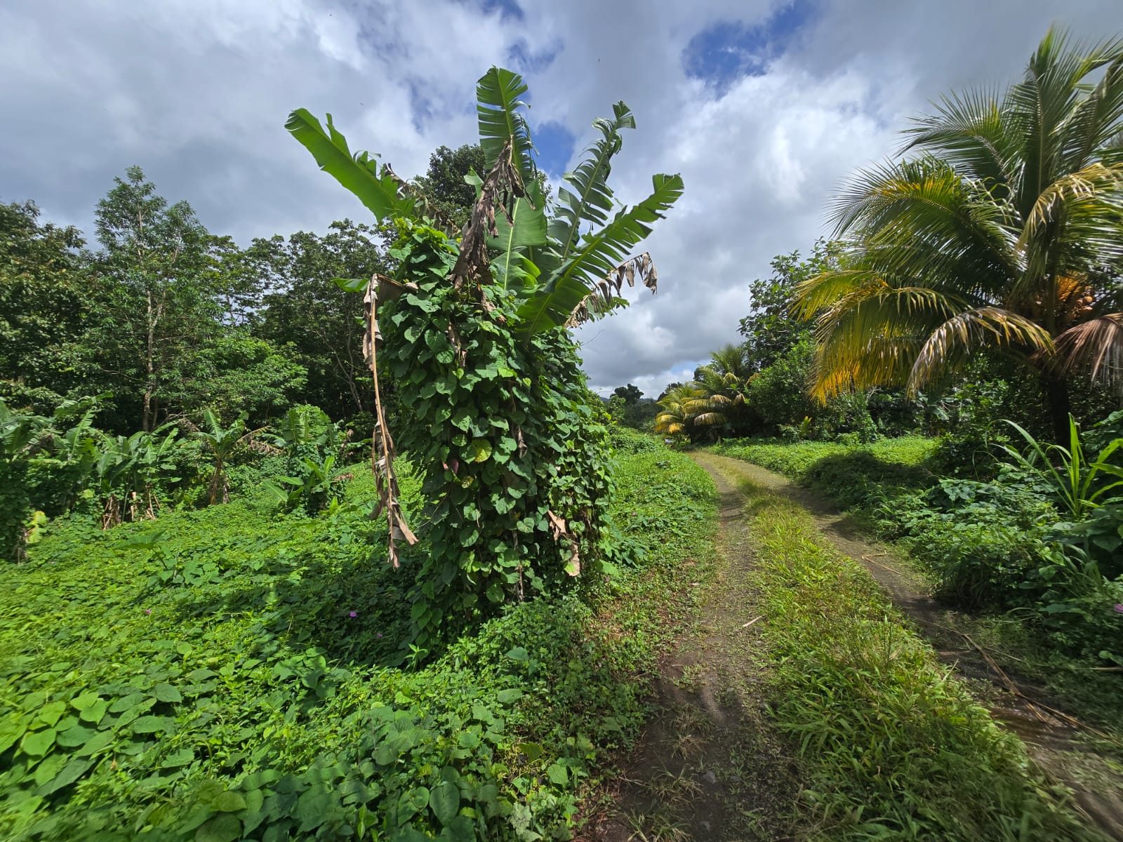 2.9 acres agricultural land in Belles, Dominica – EC$175,000 / US$65,543