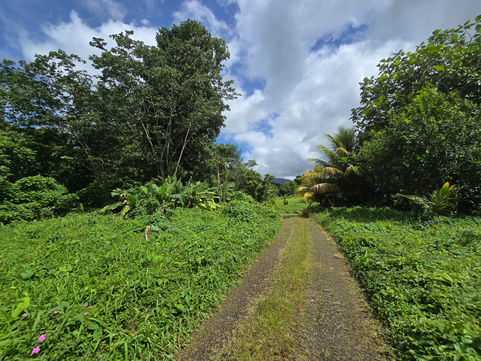 2.9 acres agricultural land in Belles, Dominica – EC$175,000 / US$65,543