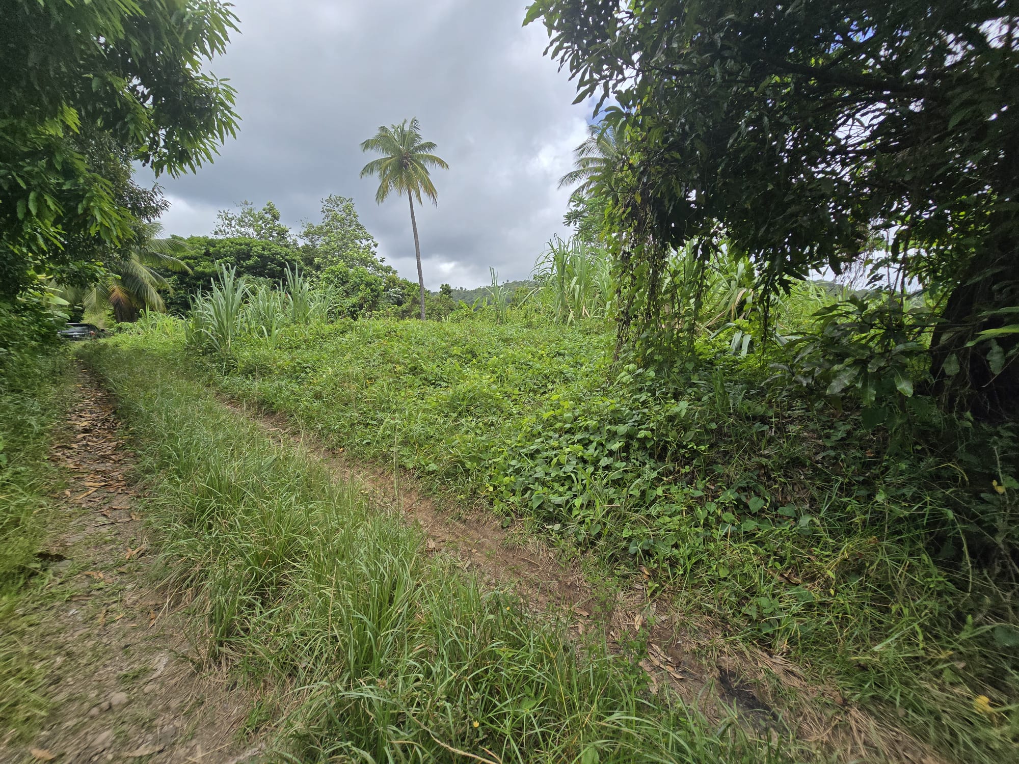5 acres of agricultural land in Marigot, Dominica – EC$325,000 / US$121,723