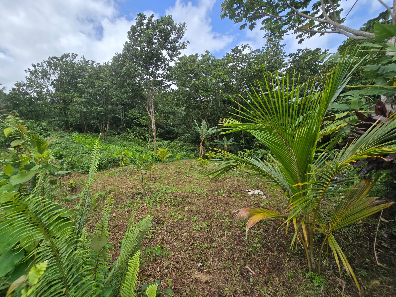 2.9 acres agricultural land in Belles, Dominica – EC$175,000 / US$65,543