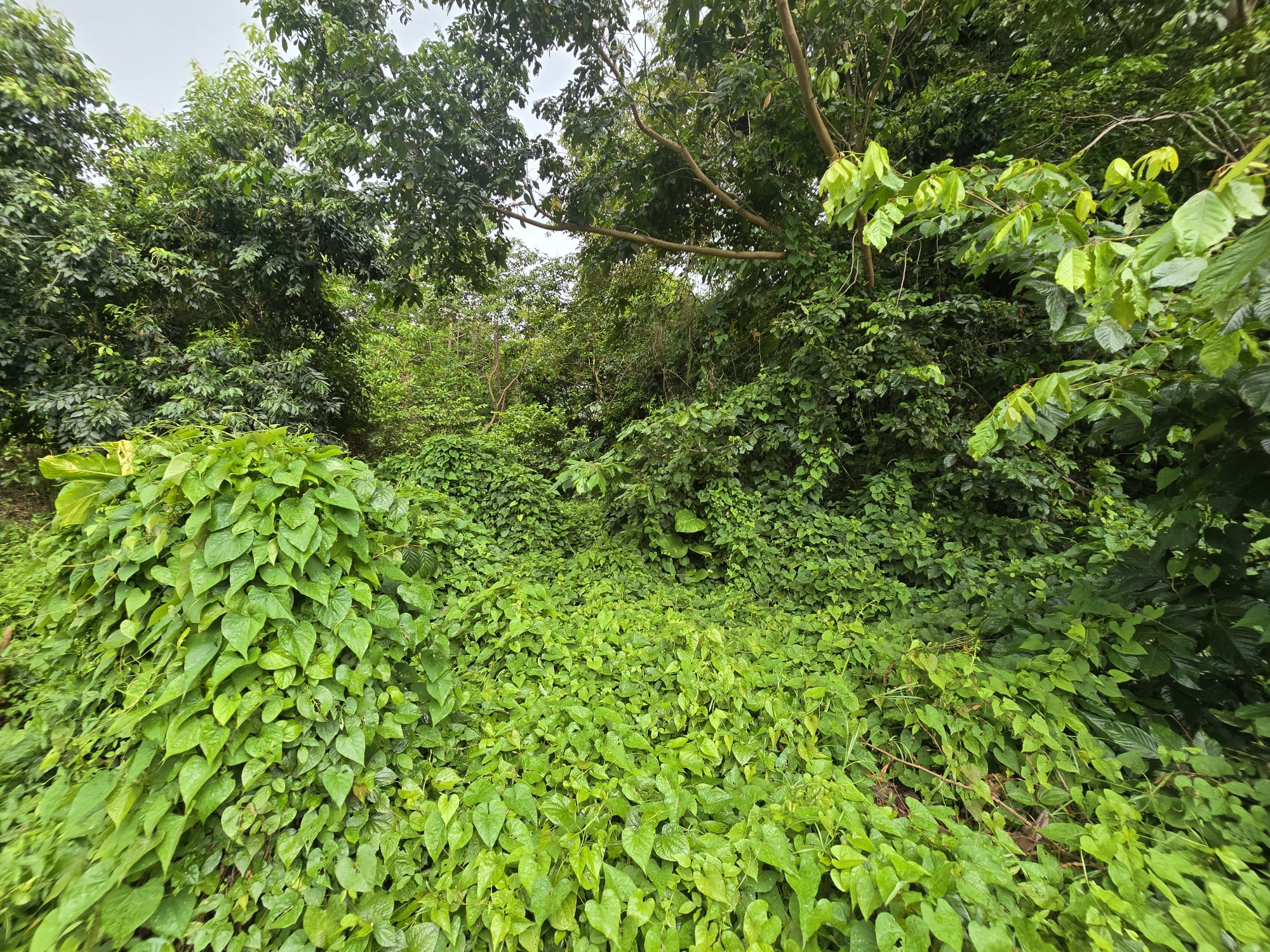 17,551sqft residential lot in Picard, Portsmouth Dominica – EC$438,775 / US$164,335