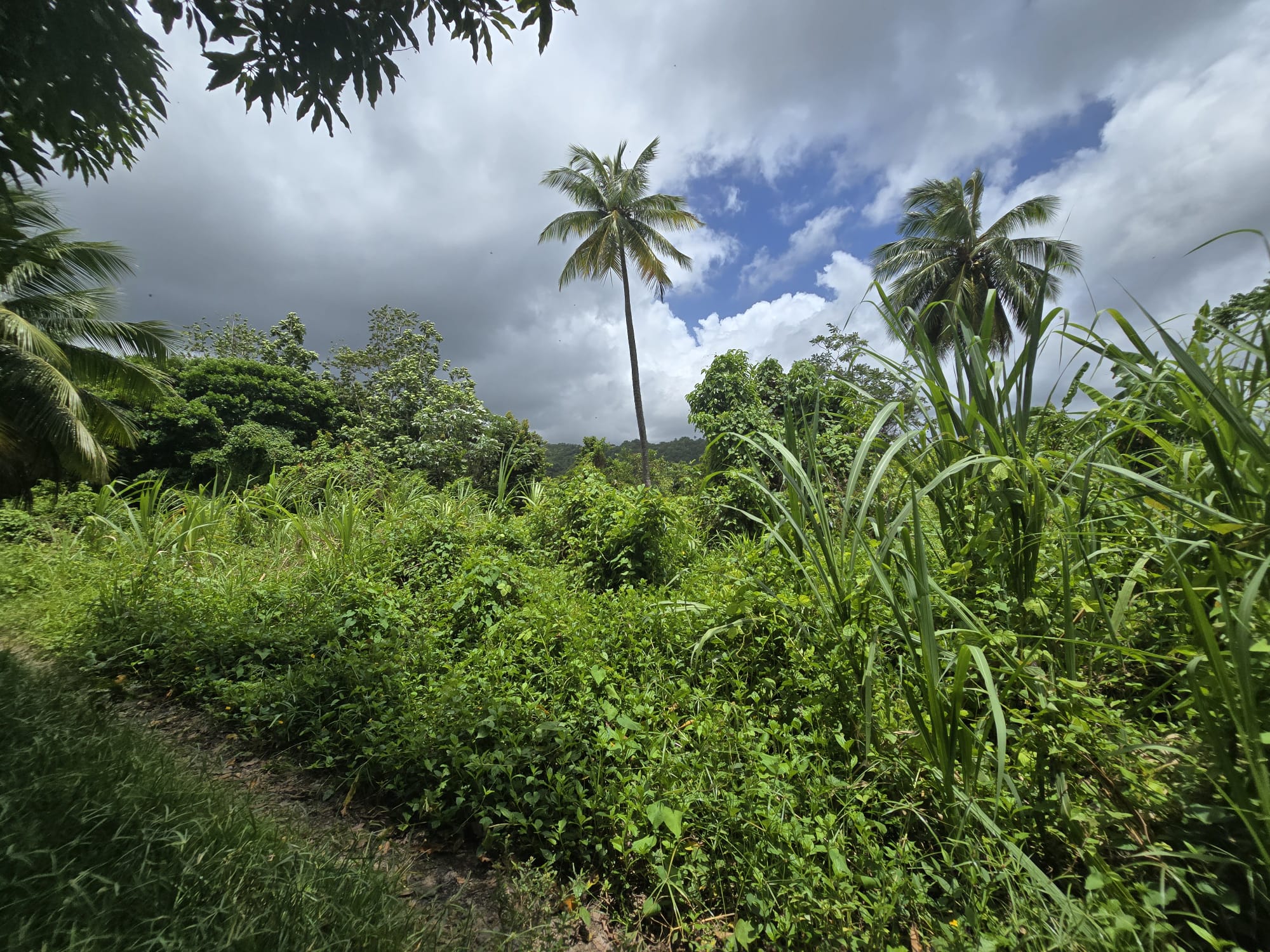5 acres of agricultural land in Marigot, Dominica – EC$325,000 / US$121,723