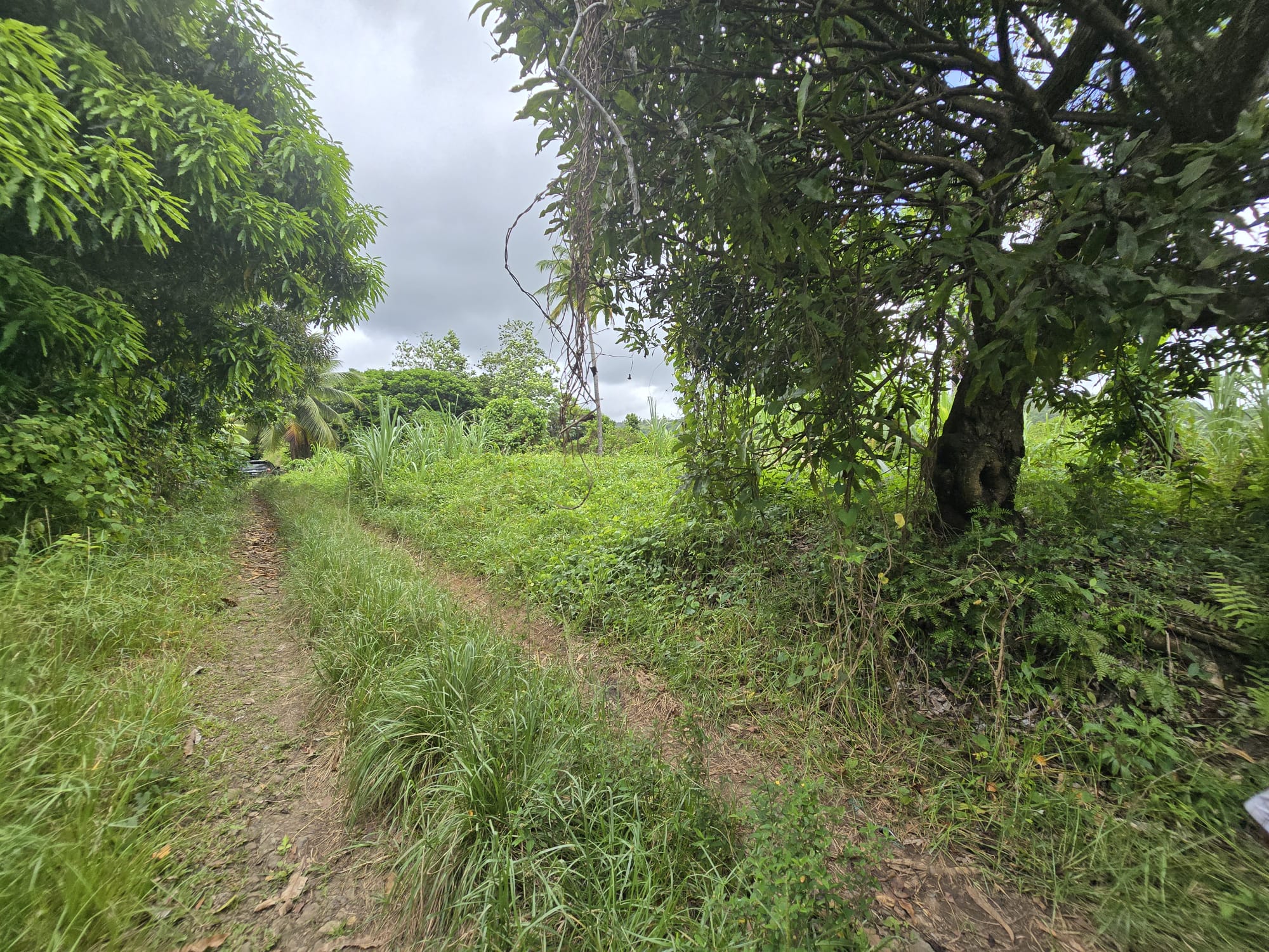 5 acres of agricultural land in Marigot, Dominica – EC$325,000 / US$121,723