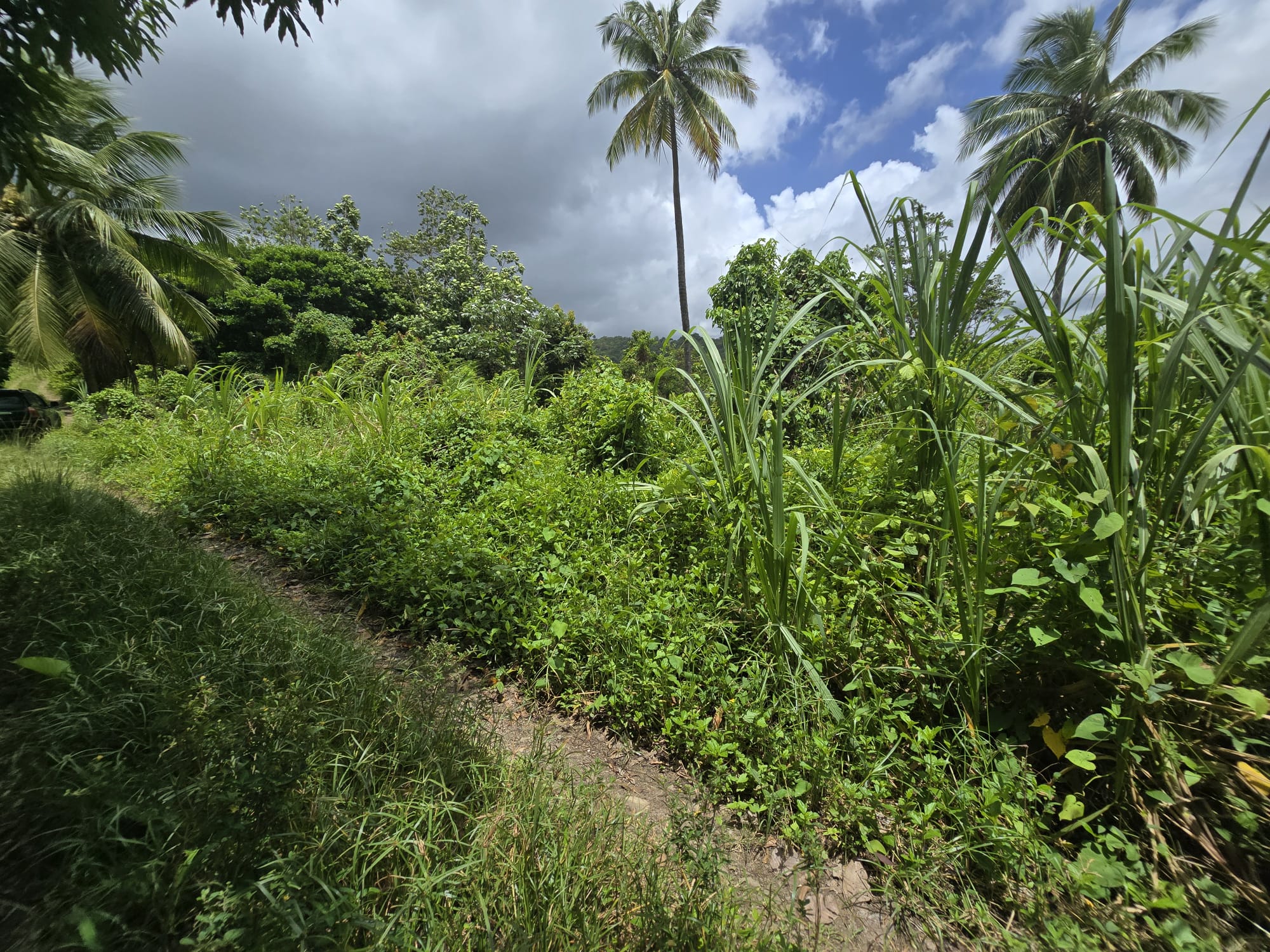 5 acres of agricultural land in Marigot, Dominica – EC$325,000 / US$121,723