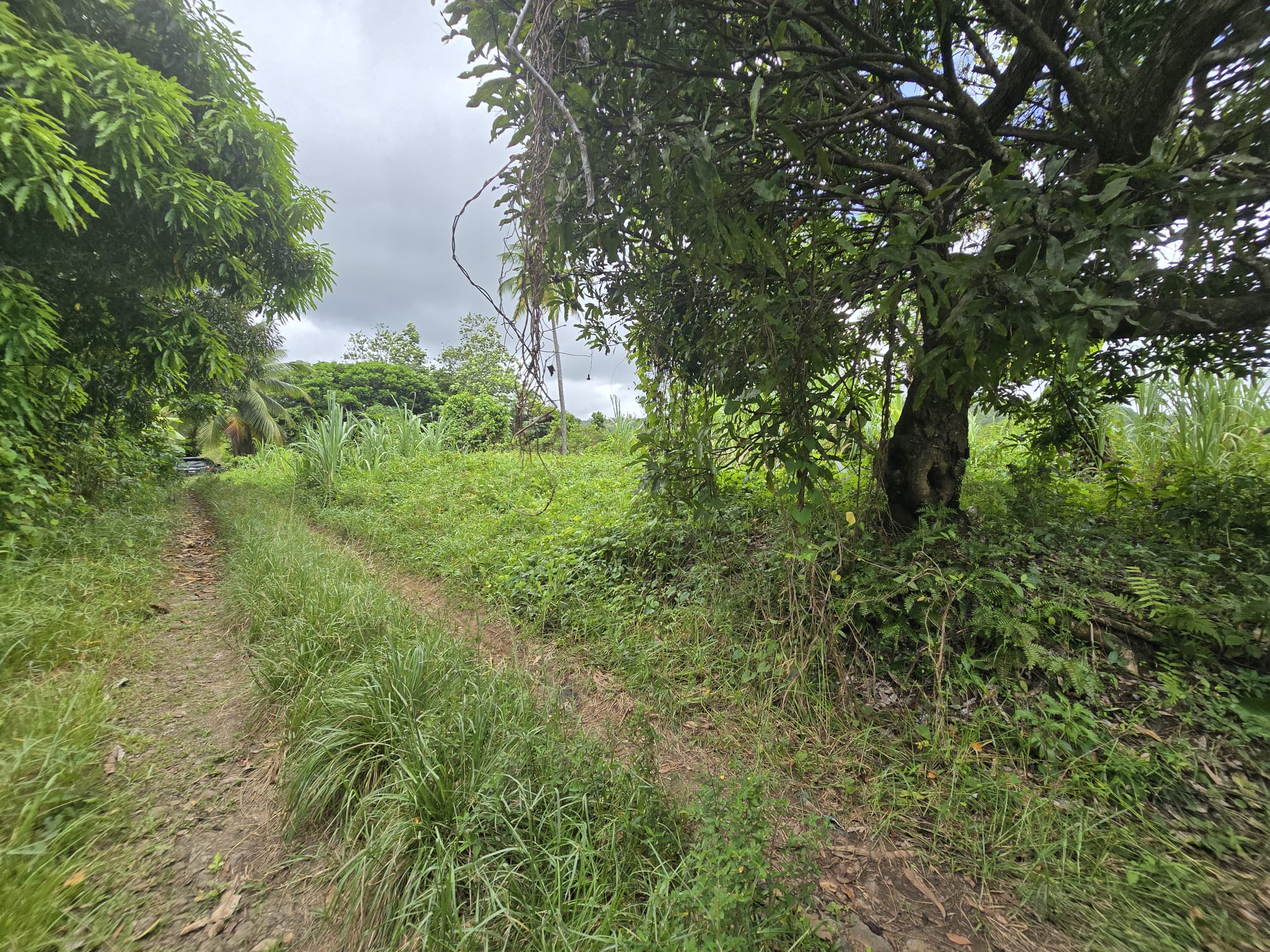 5 acres of agricultural land in Marigot, Dominica – EC$325,000 / US$121,723