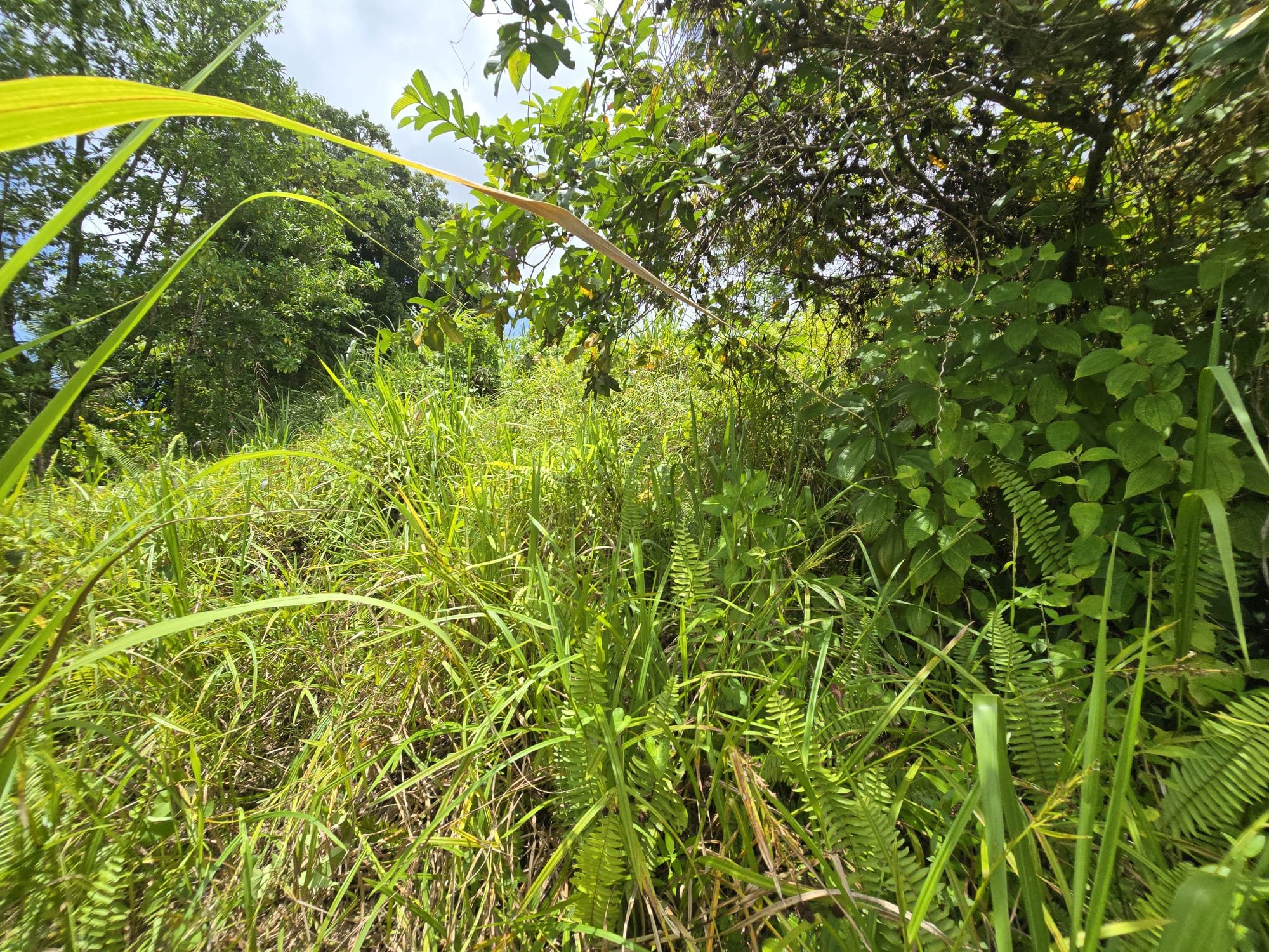 5 acres of agricultural land in Marigot, Dominica – EC$325,000 / US$121,723