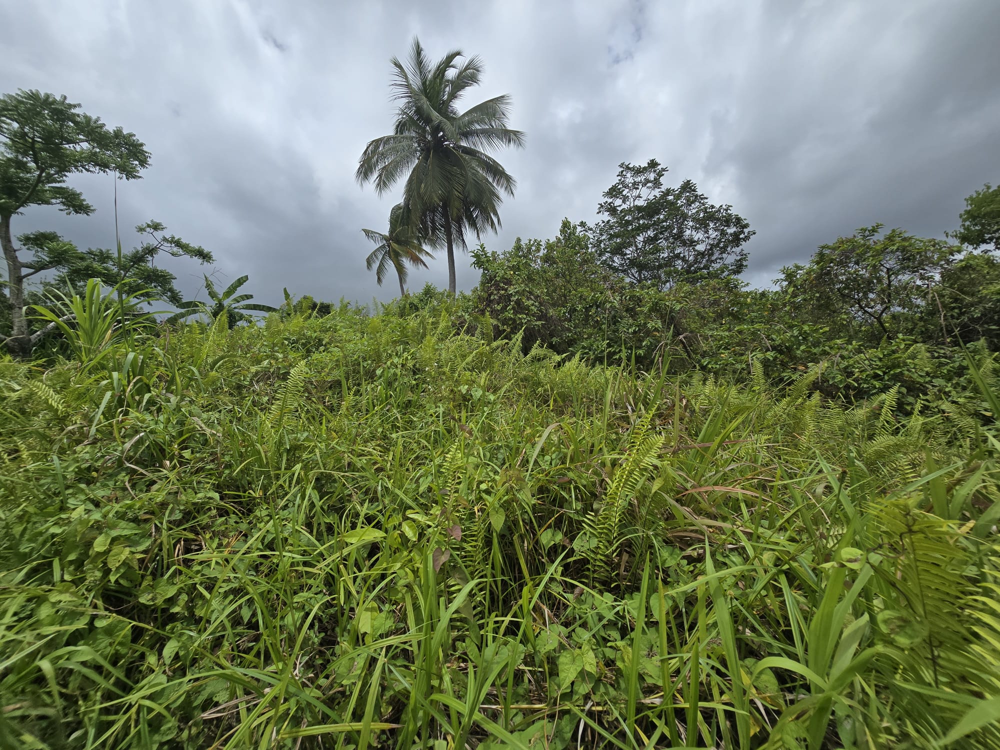 5 acres of agricultural land in Marigot, Dominica – EC$325,000 / US$121,723