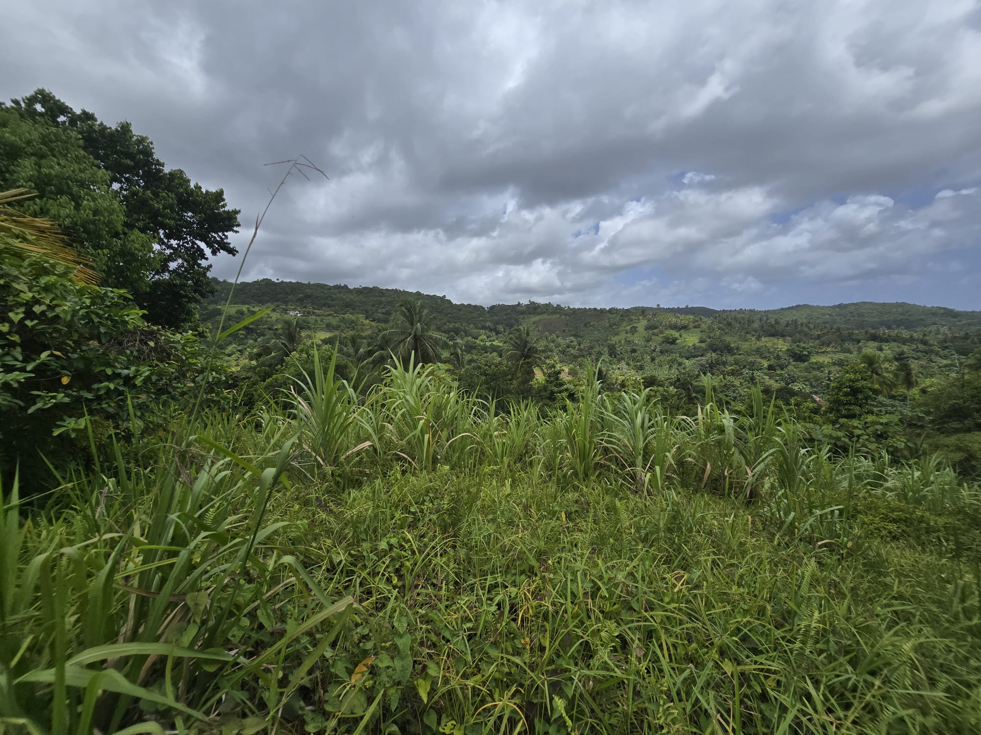 5 acres of agricultural land in Marigot, Dominica – EC$325,000 / US$121,723