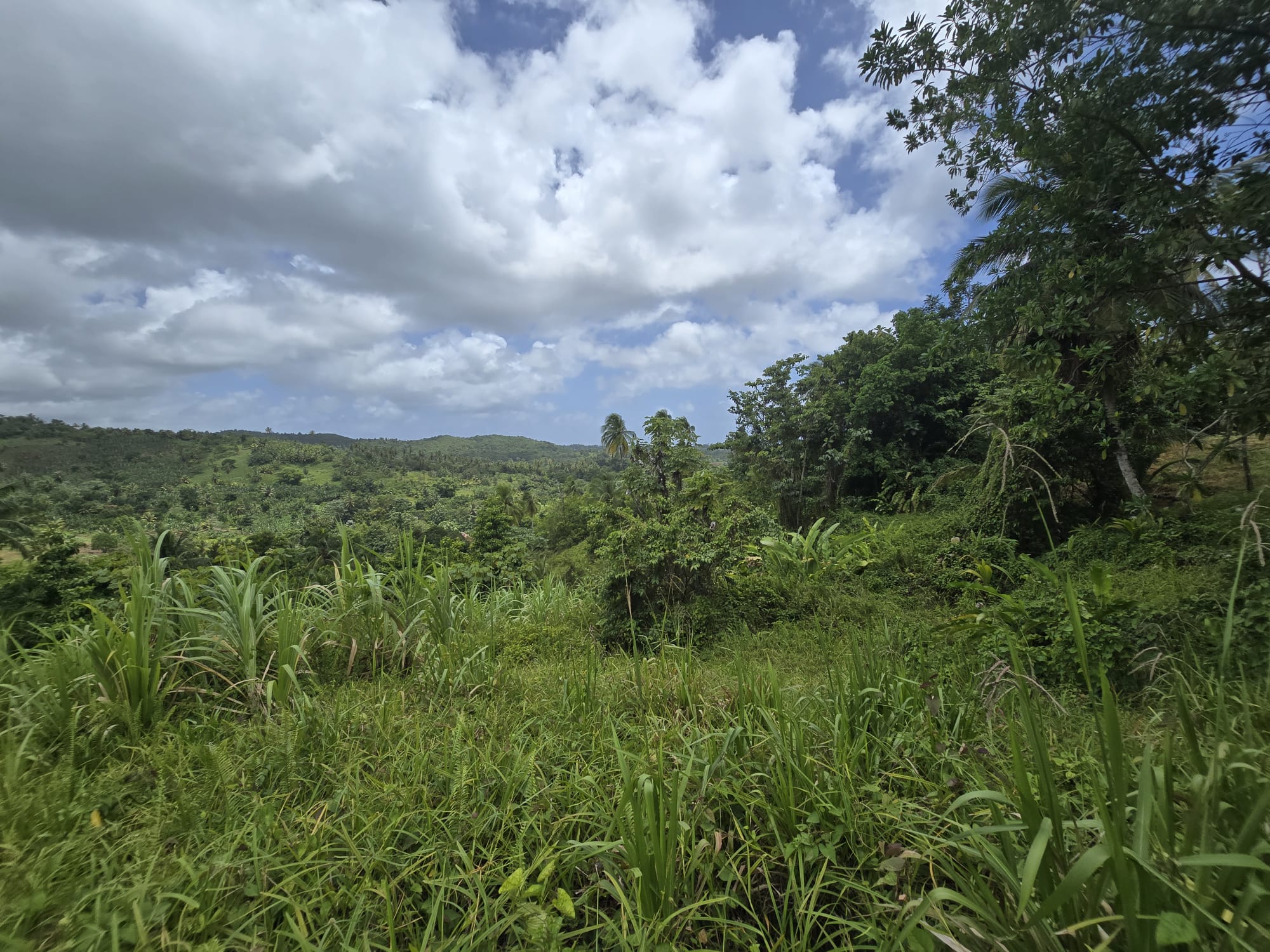 5 acres of agricultural land in Marigot, Dominica – EC$325,000 / US$121,723