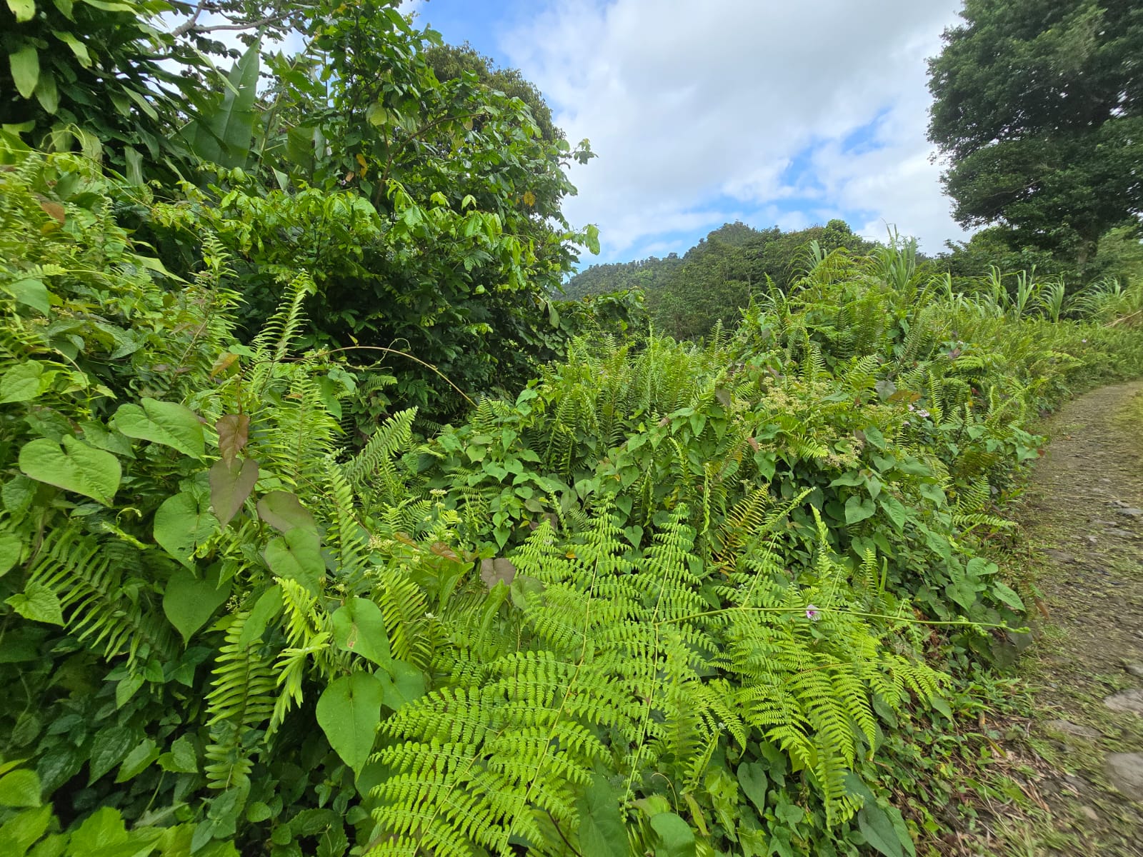 2.9 acres agricultural land in Belles, Dominica – EC$175,000 / US$65,543