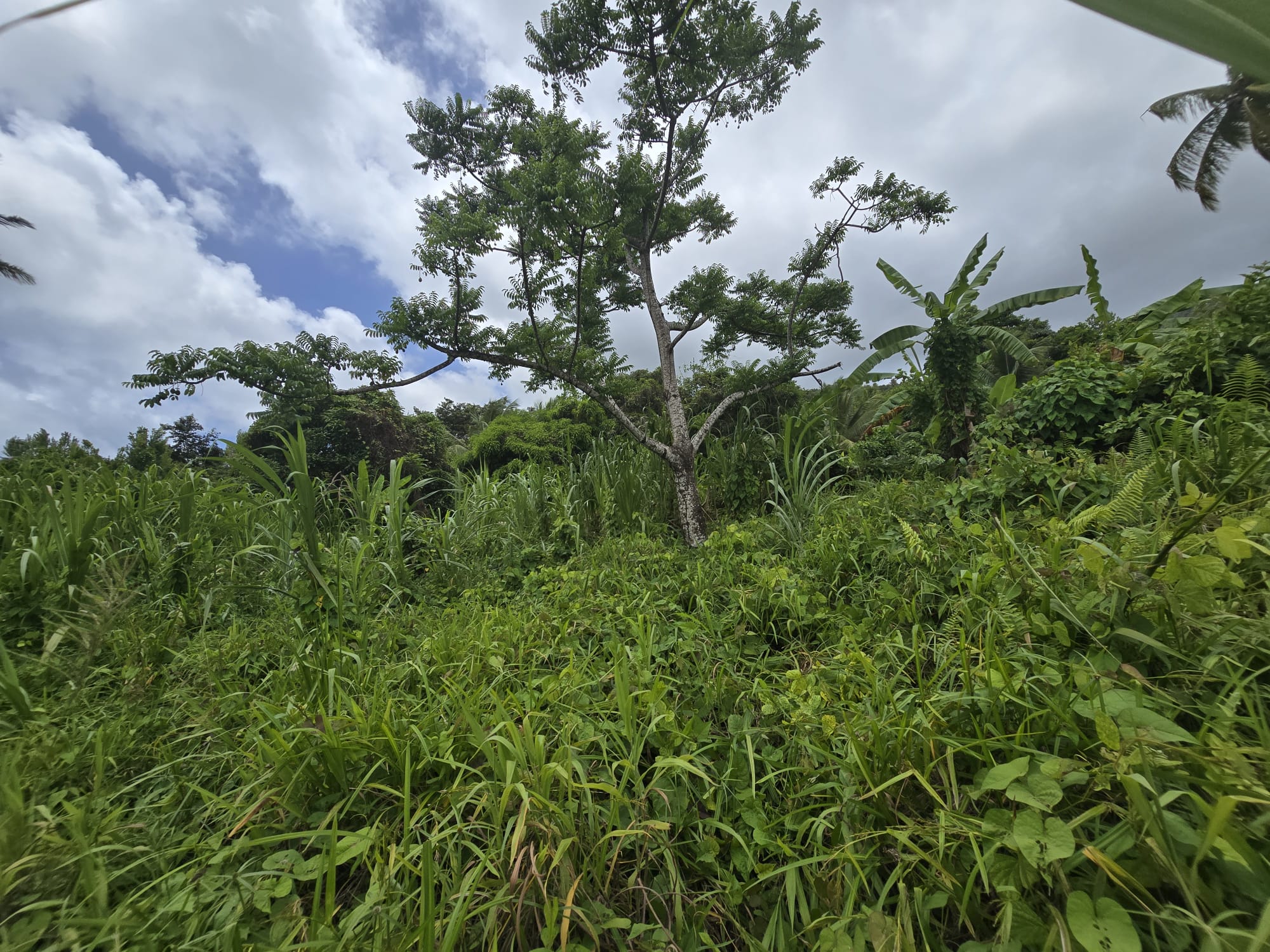 5 acres of agricultural land in Marigot, Dominica – EC$325,000 / US$121,723