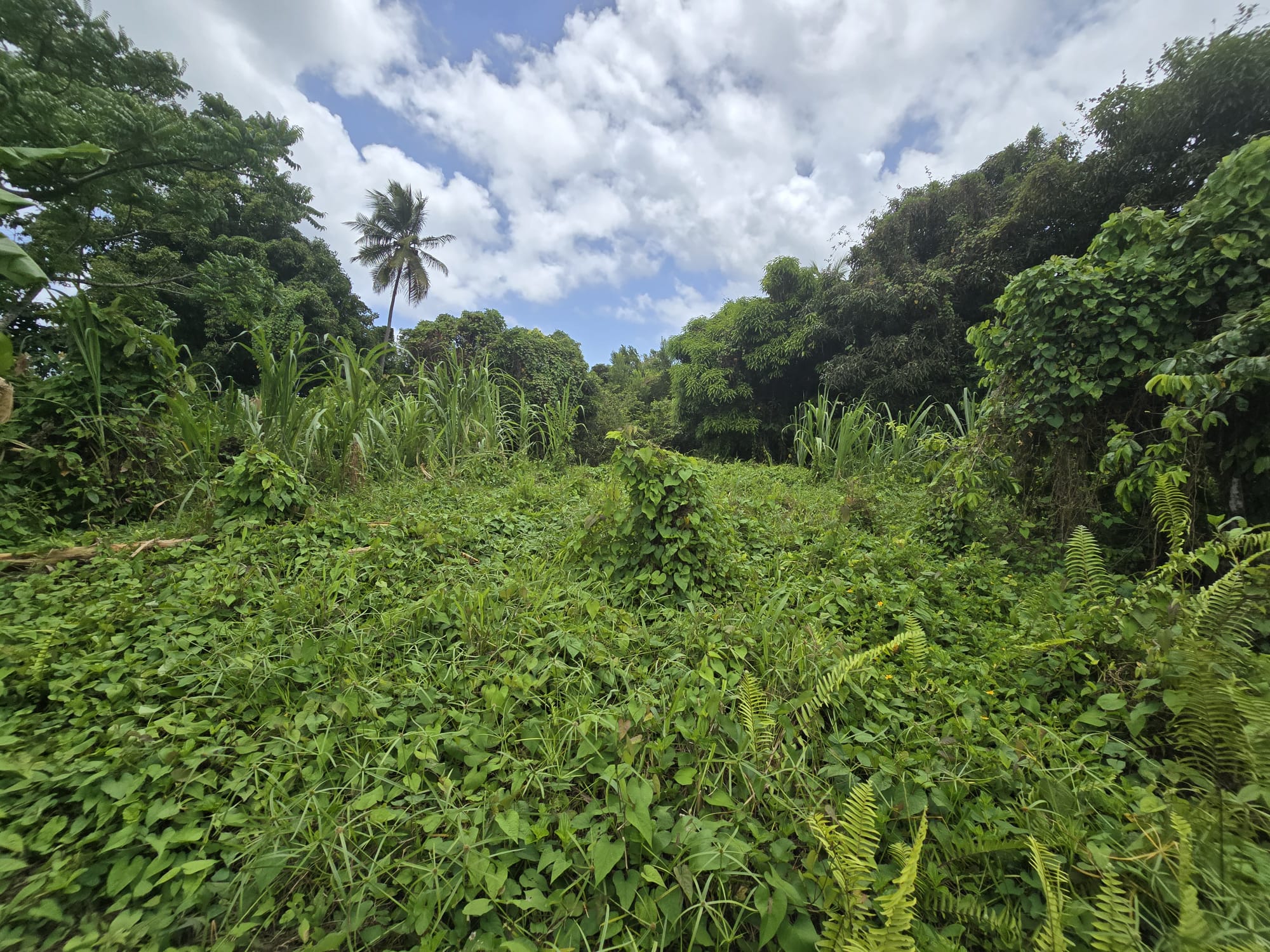 5 acres of agricultural land in Marigot, Dominica – EC$325,000 / US$121,723