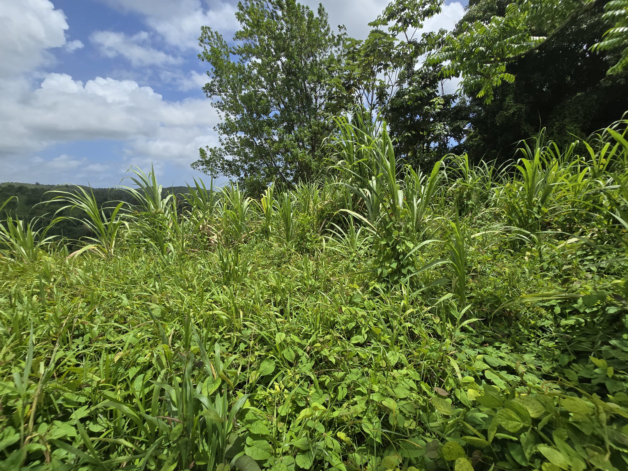5 acres of agricultural land in Marigot, Dominica – EC$325,000 / US$121,723