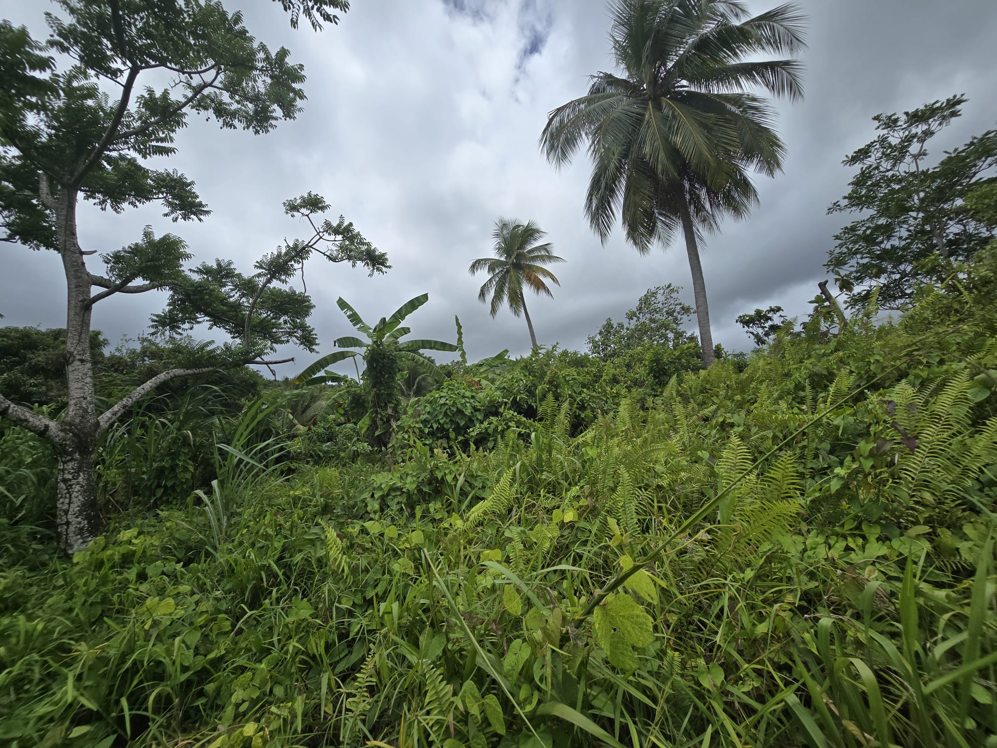 5 acres of agricultural land in Marigot, Dominica – EC$325,000 / US$121,723
