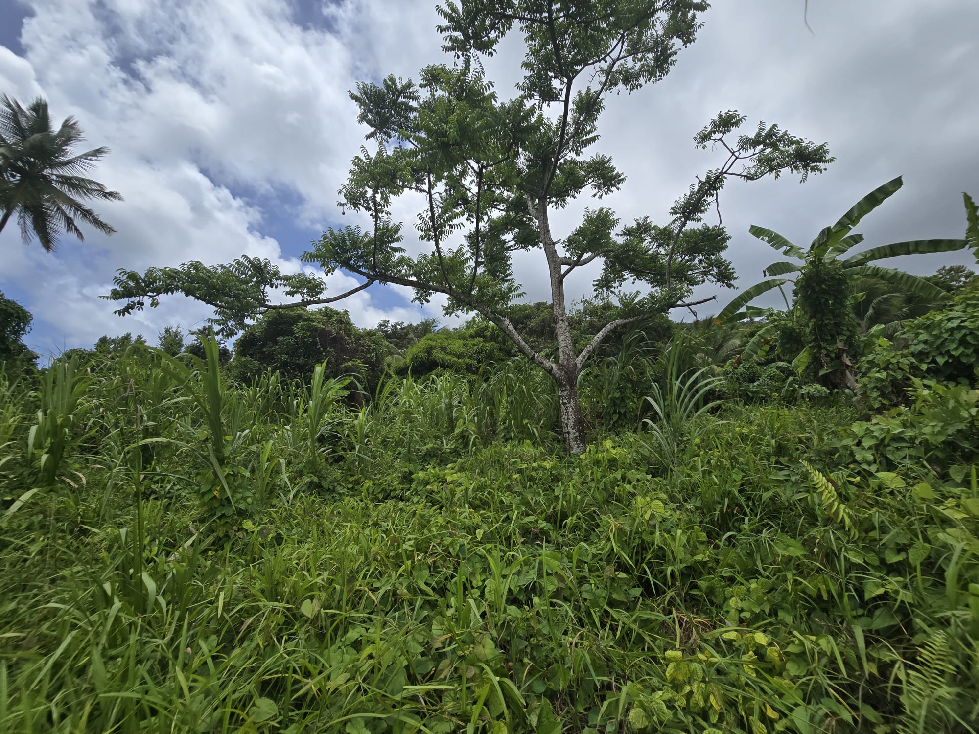 5 acres of agricultural land in Marigot, Dominica – EC$325,000 / US$121,723