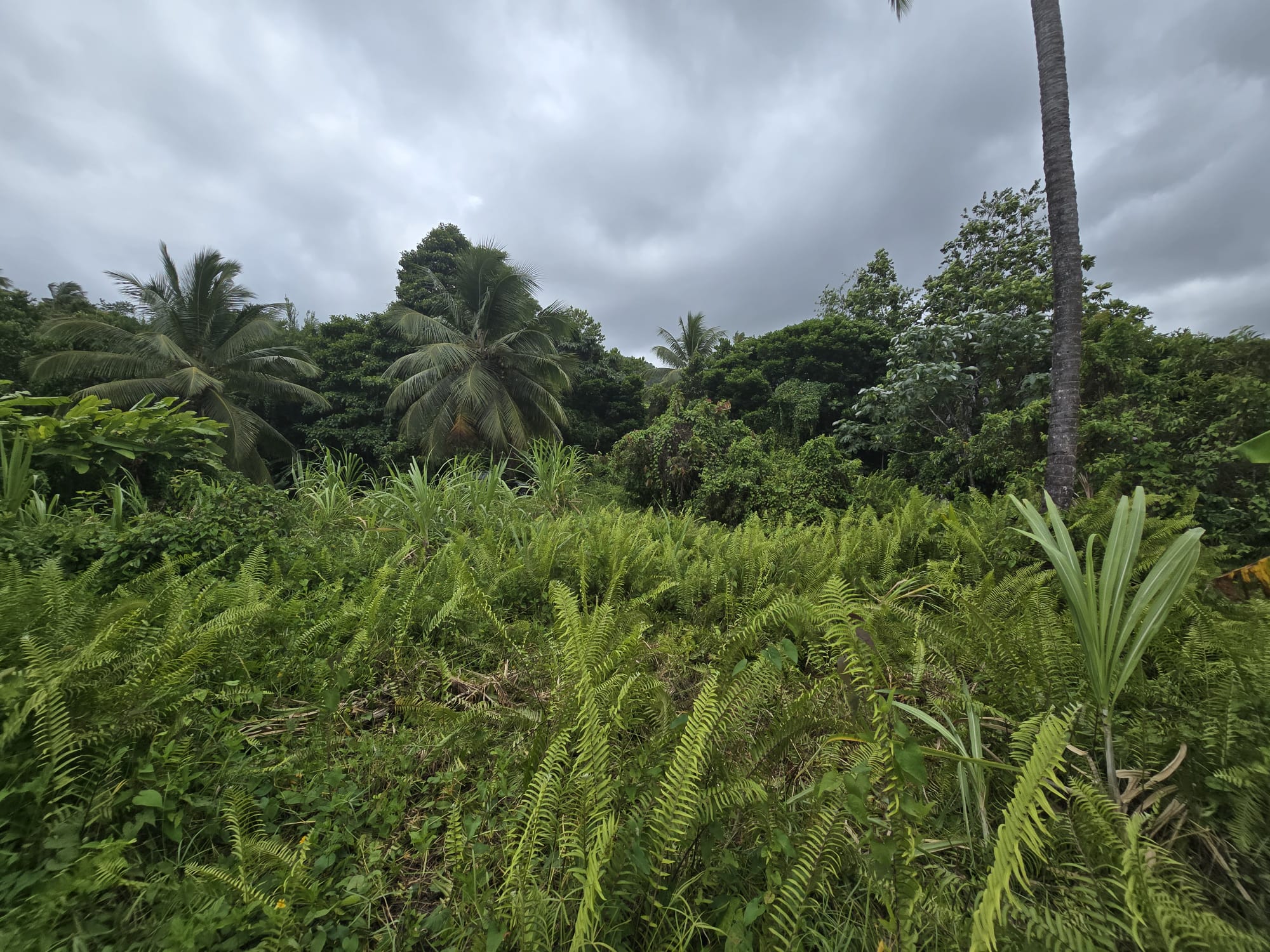 5 acres of agricultural land in Marigot, Dominica – EC$325,000 / US$121,723