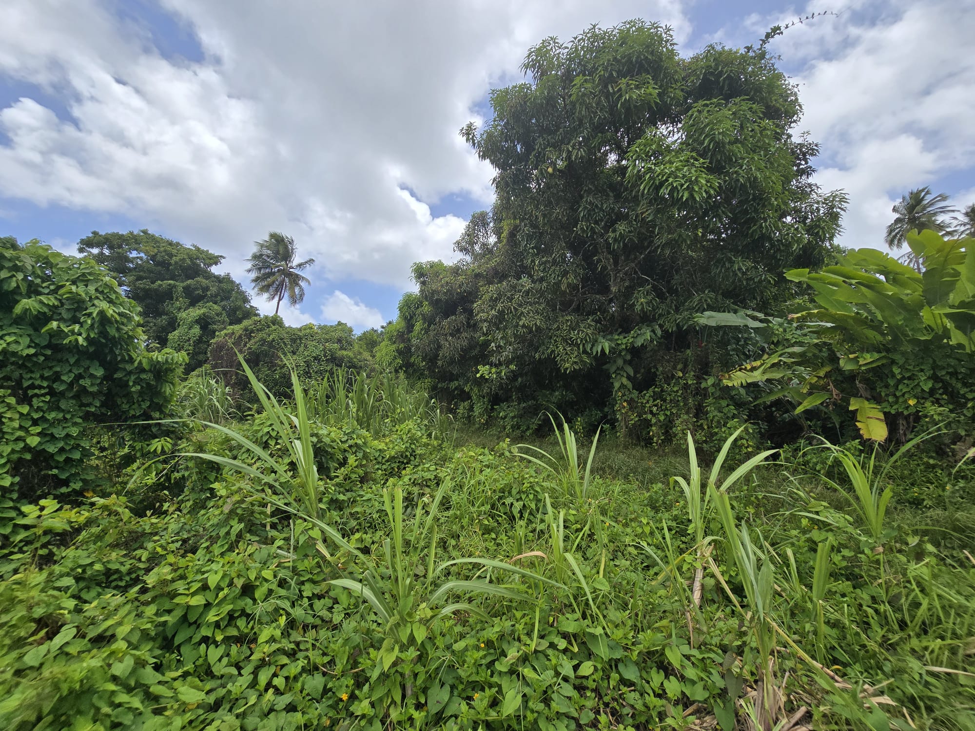 5 acres of agricultural land in Marigot, Dominica – EC$325,000 / US$121,723