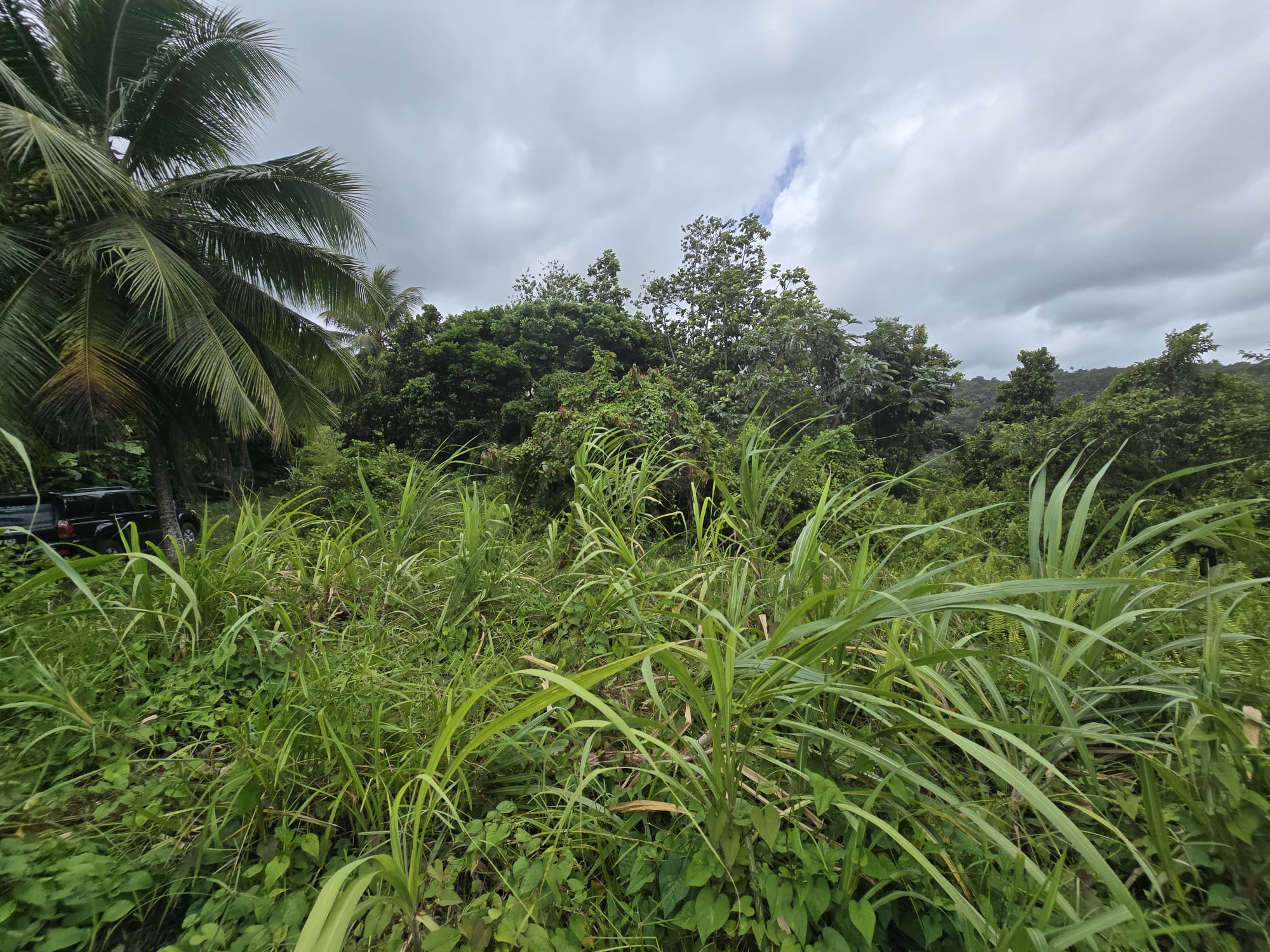 5 acres of agricultural land in Marigot, Dominica – EC$325,000 / US$121,723