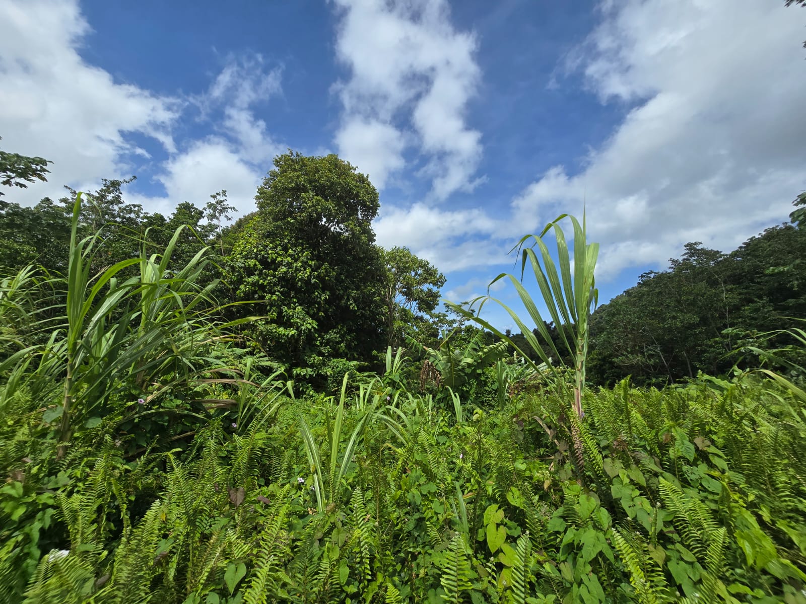 2.9 acres agricultural land in Belles, Dominica – EC$175,000 / US$65,543