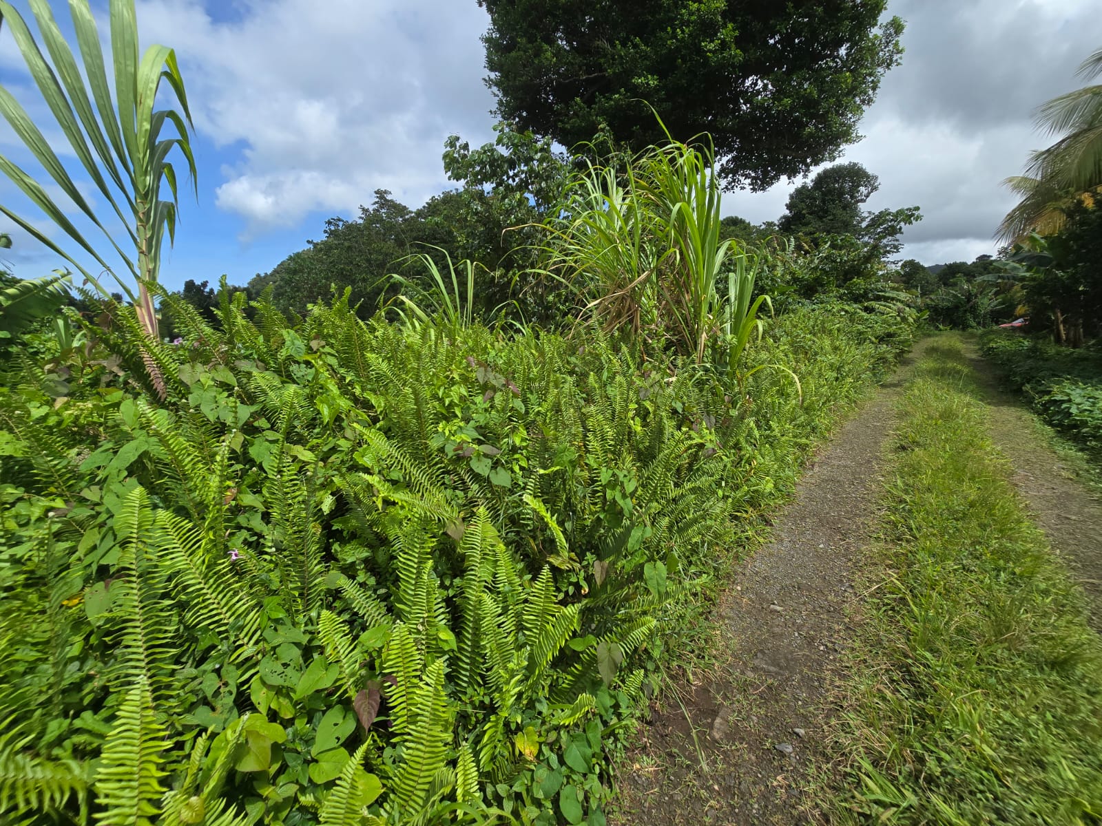 2.9 acres agricultural land in Belles, Dominica – EC$175,000 / US$65,543