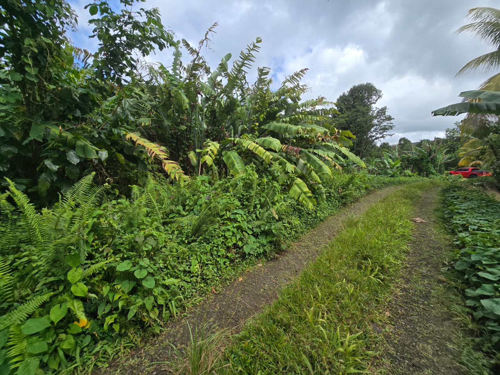 2.9 acres agricultural land in Belles, Dominica – EC$175,000 / US$65,543