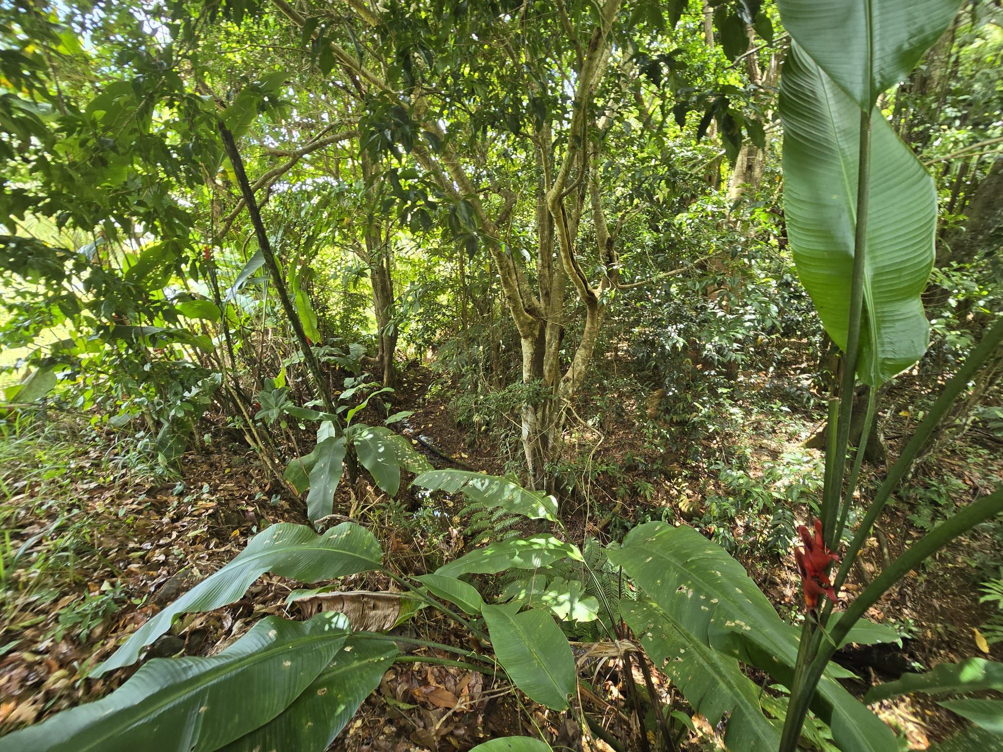 5 acres of agricultural land in Marigot, Dominica – EC$325,000 / US$121,723