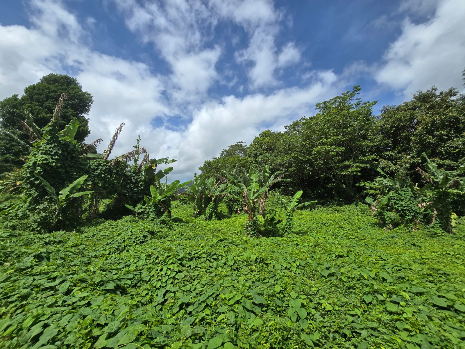 2.9 acres agricultural land in Belles, Dominica – EC$175,000 / US$65,543