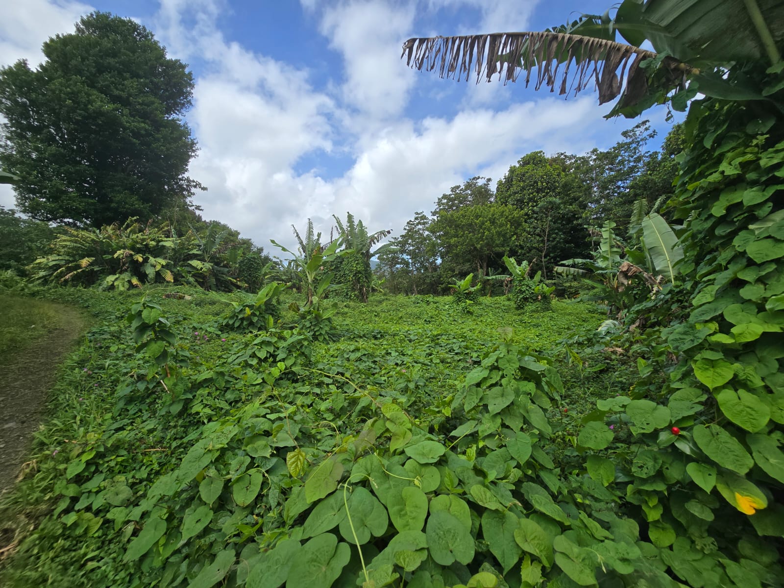 2.9 acres agricultural land in Belles, Dominica – EC$175,000 / US$65,543