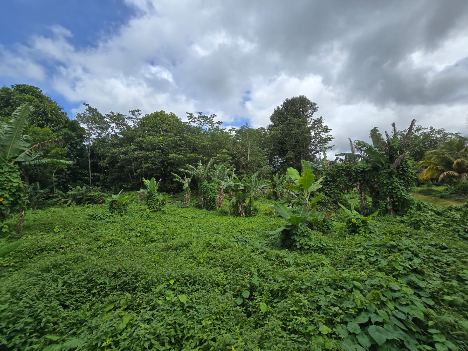 2.9 acres agricultural land in Belles, Dominica – EC$175,000 / US$65,543