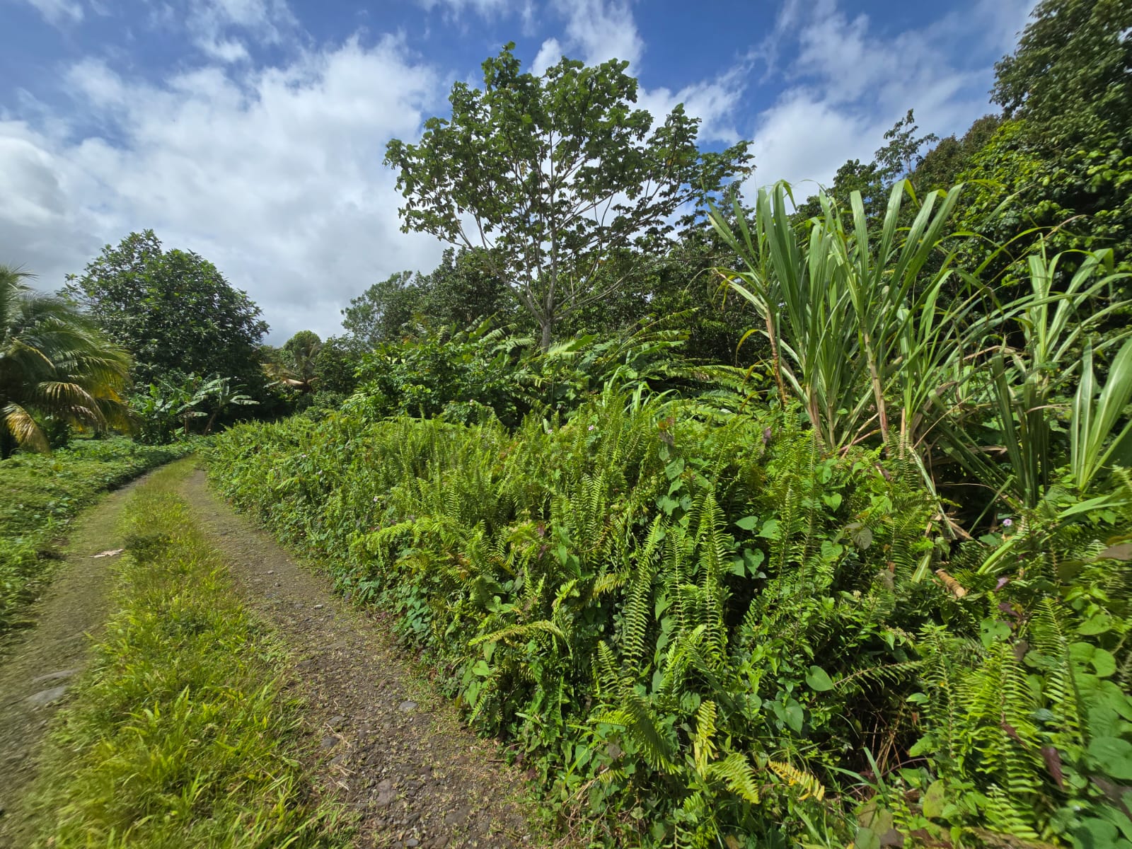2.9 acres agricultural land in Belles, Dominica – EC$175,000 / US$65,543