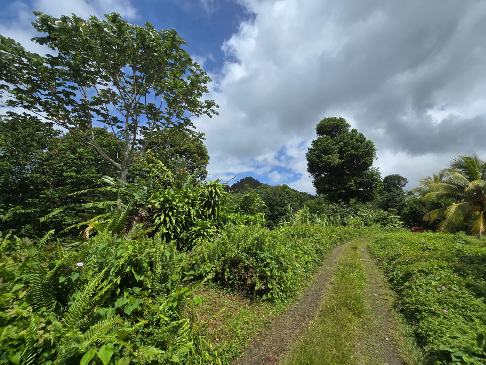 2.9 acres agricultural land in Belles, Dominica – EC$175,000 / US$65,543