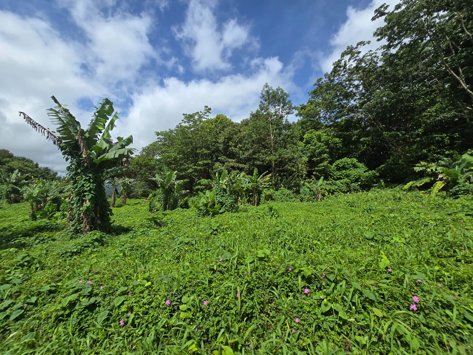 2.9 acres agricultural land in Belles, Dominica – EC$175,000 / US$65,543