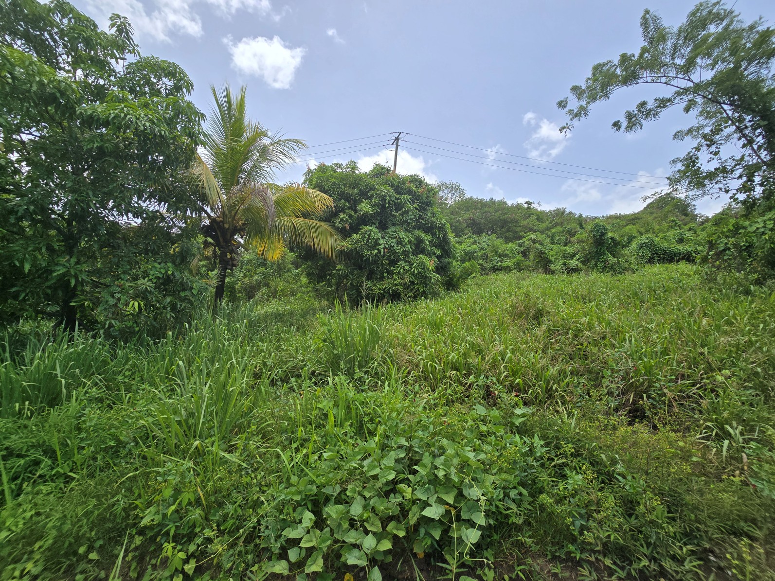 59,683 sqft (1.37 acre) residential lot for sale in Morne Daniel, Dominica – inquire for price