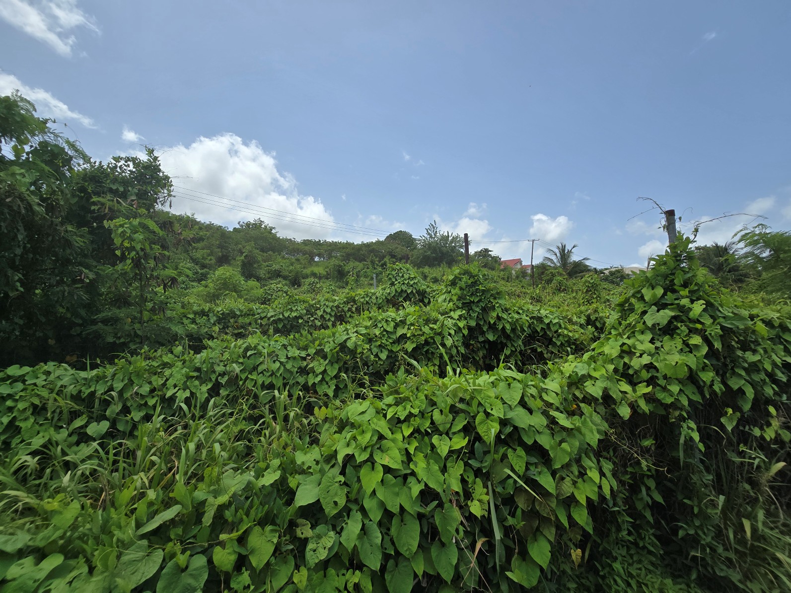 59,683 sqft (1.37 acre) residential lot for sale in Morne Daniel, Dominica – inquire for price