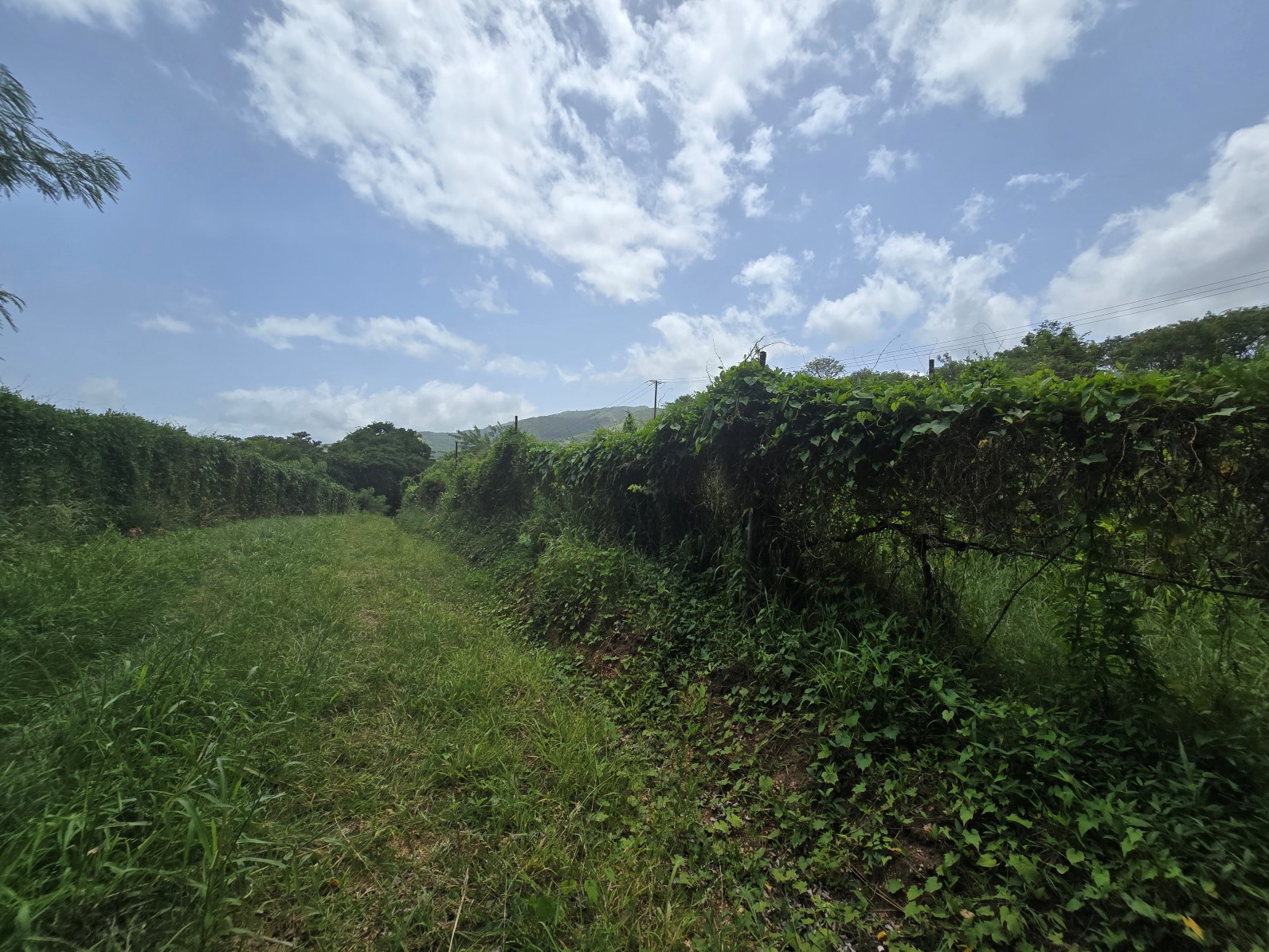 59,683 sqft (1.37 acre) residential lot for sale in Morne Daniel, Dominica – inquire for price