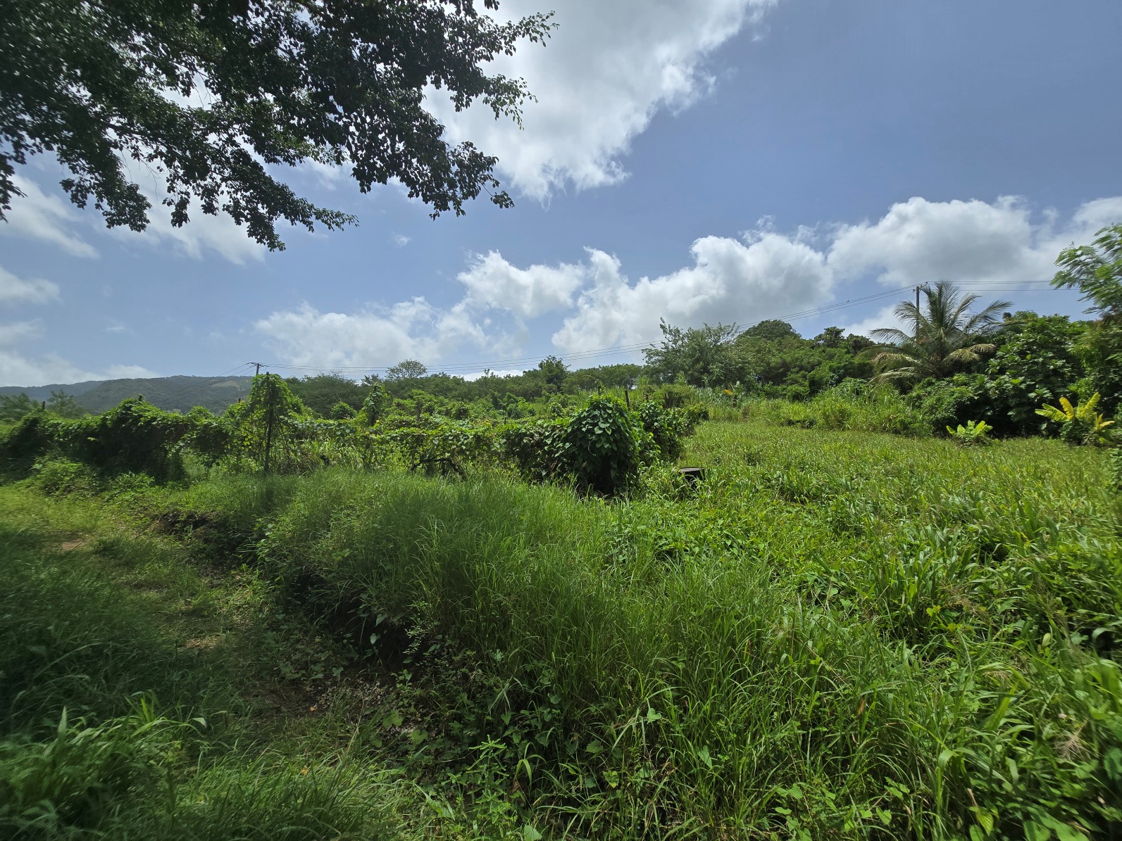 59,683 sqft (1.37 acre) residential lot for sale in Morne Daniel, Dominica – inquire for price